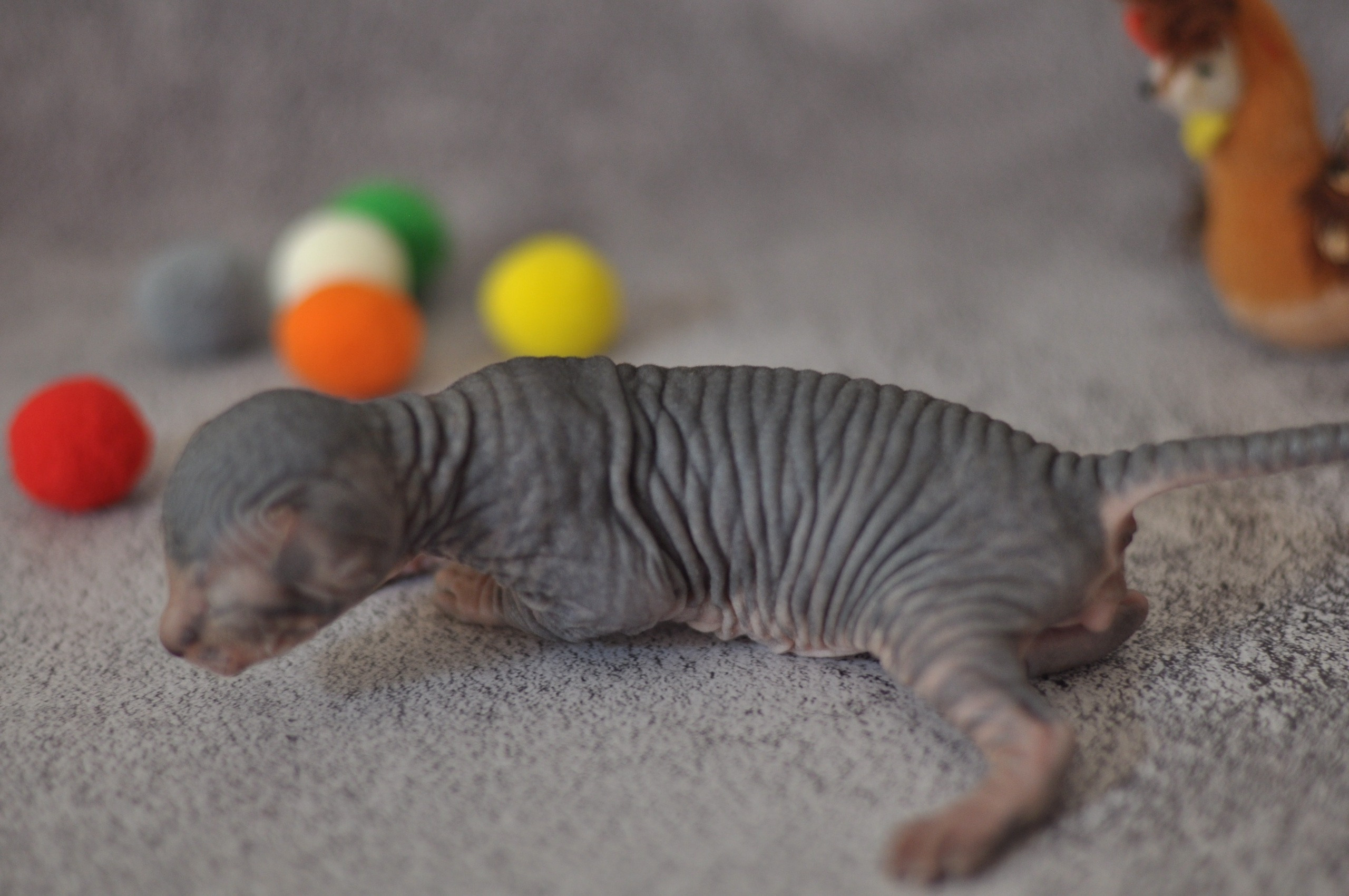 sphynx kittens Boston, sphynx kittens New York, sphynx kittens for sale Boston, sphynx kittens for sale New York