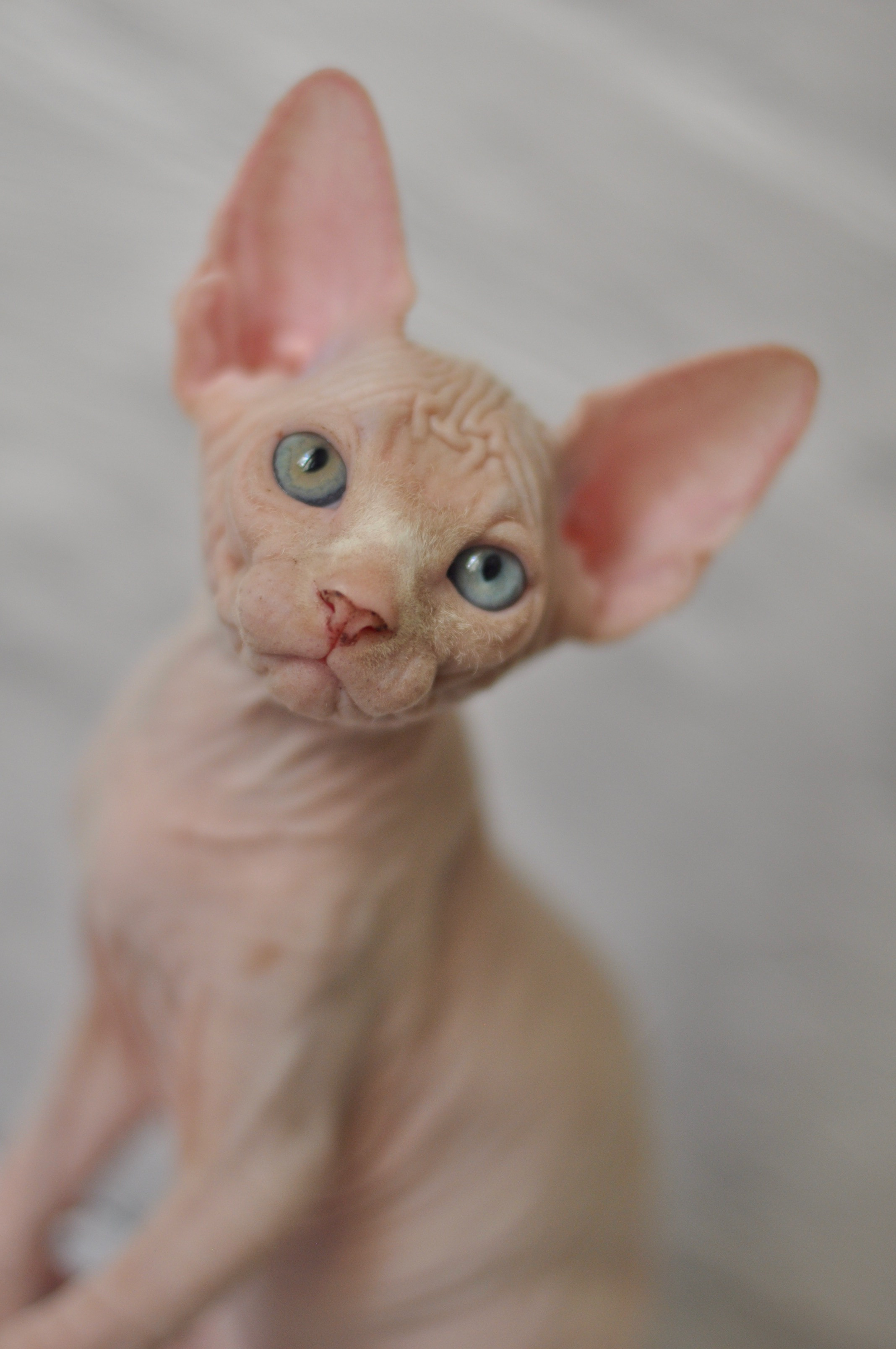 BISMARK (♂), color — White odd eyed (w63) — Resident of the Cattery. Εκτροφείο γάτες Σφίγγα στην Λεμεσό, Κύπρος