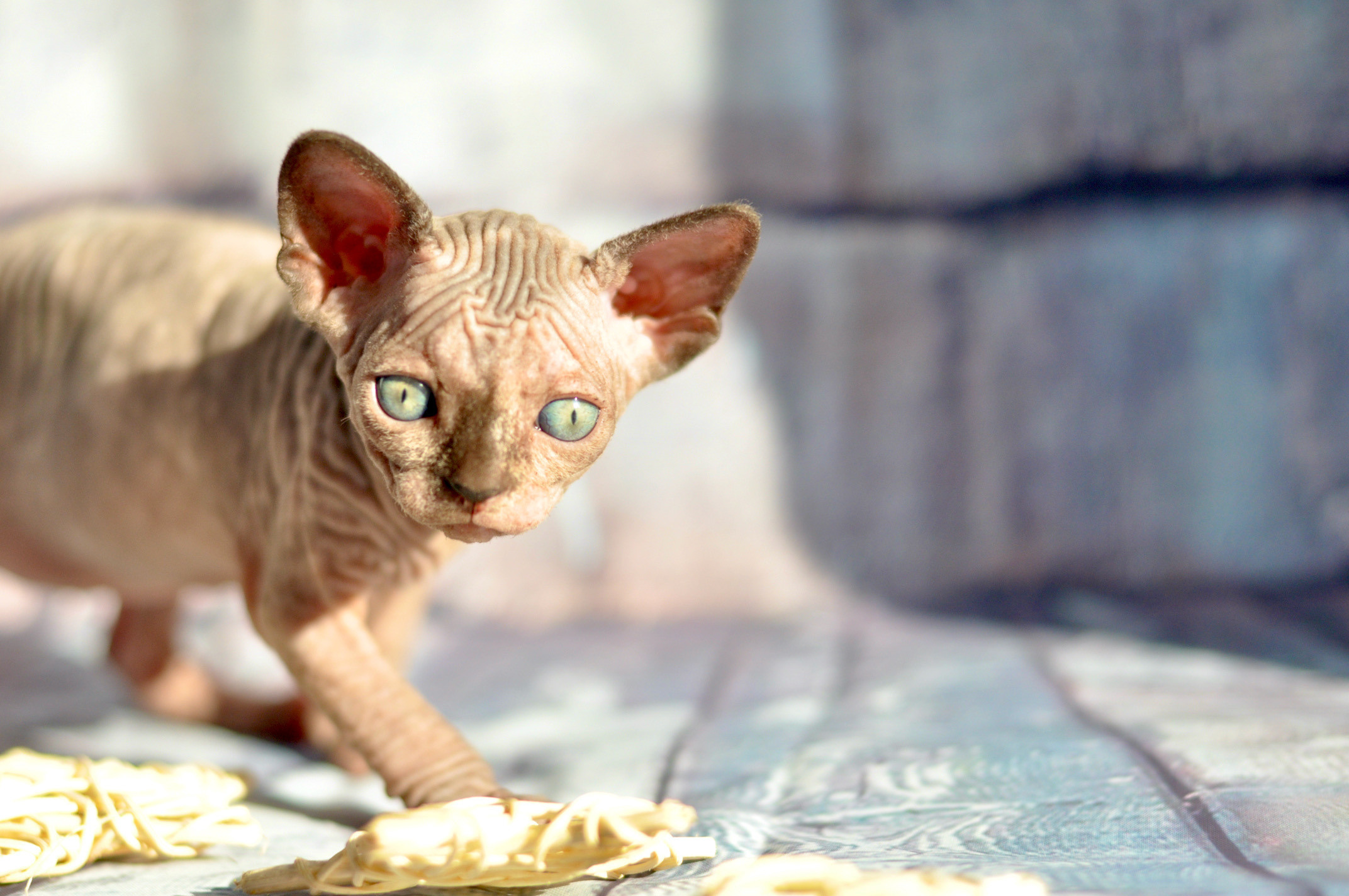 Sphynx kittens UK, Sphynx kittens United Kingdom, Sphynx kittens GB, Sphynx kittens Great Britain, Sphynx kittens London, Sphynx UK, Sphynx United Kingdom, Sphynx GB, Sphynx Great Britain, Sphynx London                                                 Sphynx kittens USA, Sphynx kittens United States, Sphynx kittens US, Sphynx kittens New York, Sphynx kittens Boston, Sphynx United States, Sphynx US, Sphynx USA, Sphynx New York, Sphynx Boston