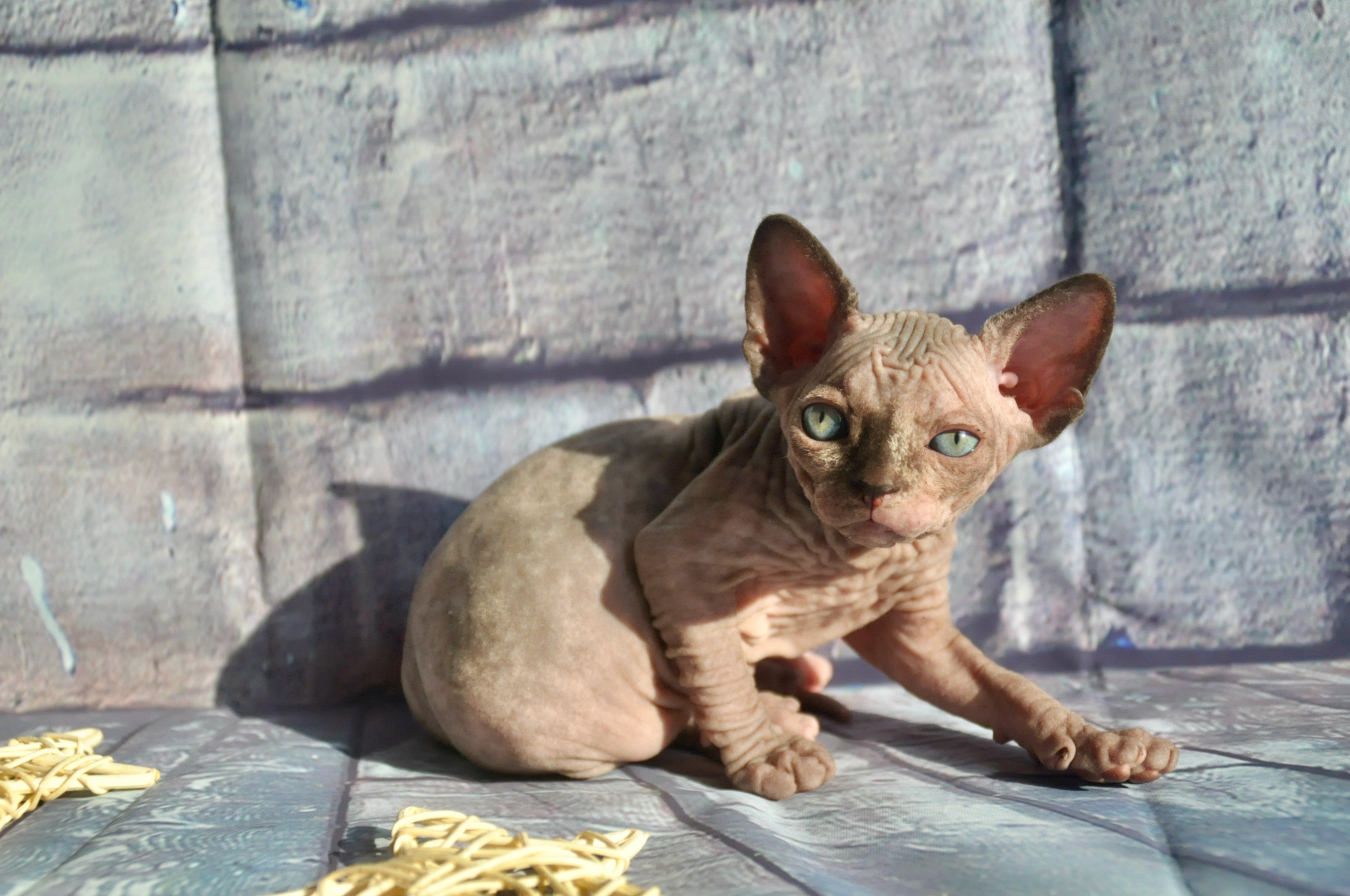 Sphynx kittens UK, Sphynx kittens United Kingdom, Sphynx kittens GB, Sphynx kittens Great Britain, Sphynx kittens London, Sphynx UK, Sphynx United Kingdom, Sphynx GB, Sphynx Great Britain, Sphynx London                                                 Sphynx kittens USA, Sphynx kittens United States, Sphynx kittens US, Sphynx kittens New York, Sphynx kittens Boston, Sphynx United States, Sphynx US, Sphynx USA, Sphynx New York, Sphynx Boston