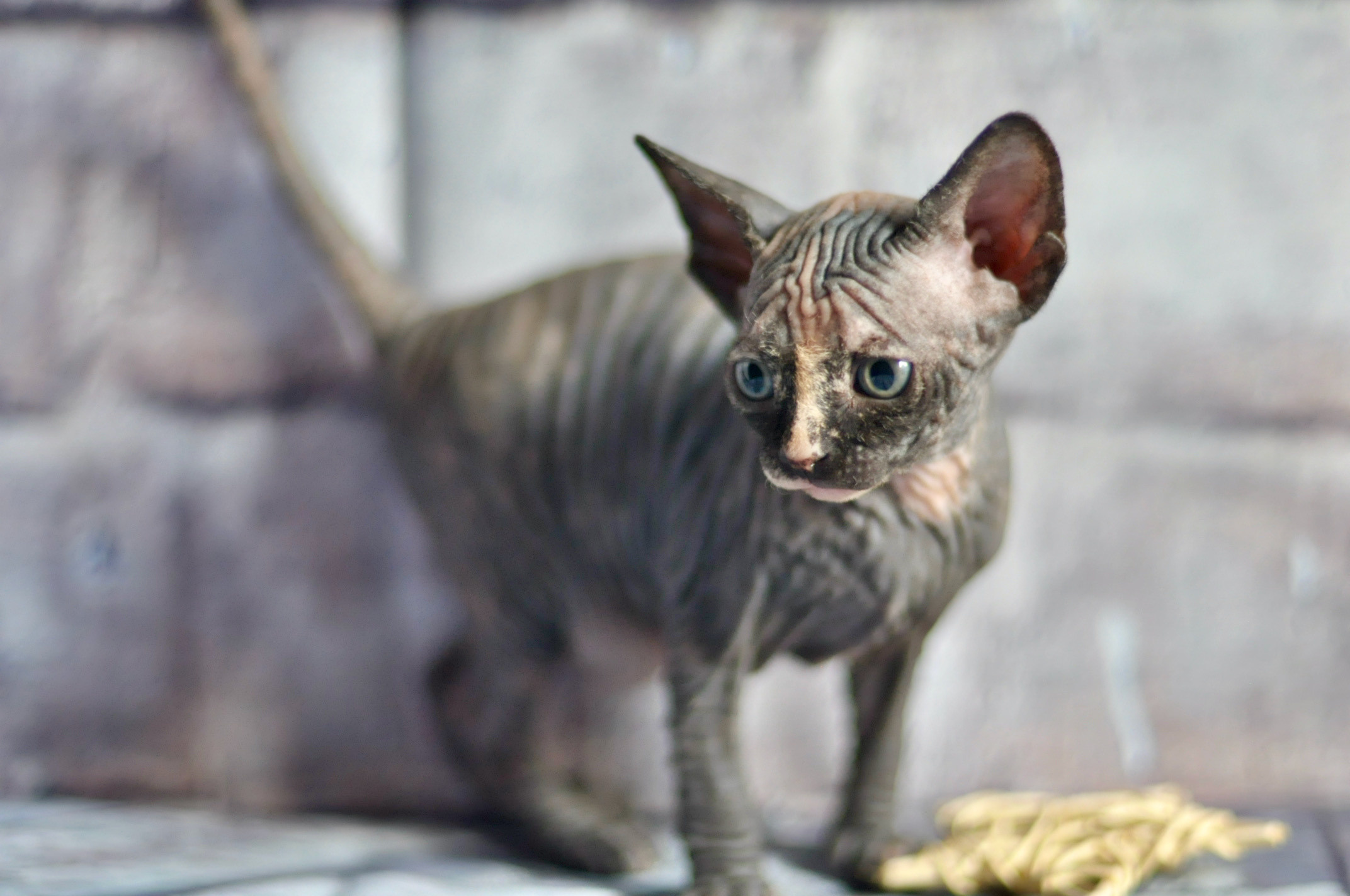 Sphynx kittens UK, Sphynx kittens United Kingdom, Sphynx kittens GB, Sphynx kittens Great Britain, Sphynx kittens London, Sphynx UK, Sphynx United Kingdom, Sphynx GB, Sphynx Great Britain, Sphynx London                                                 Sphynx kittens USA, Sphynx kittens United States, Sphynx kittens US, Sphynx kittens New York, Sphynx kittens Boston, Sphynx United States, Sphynx US, Sphynx USA, Sphynx New York, Sphynx Boston