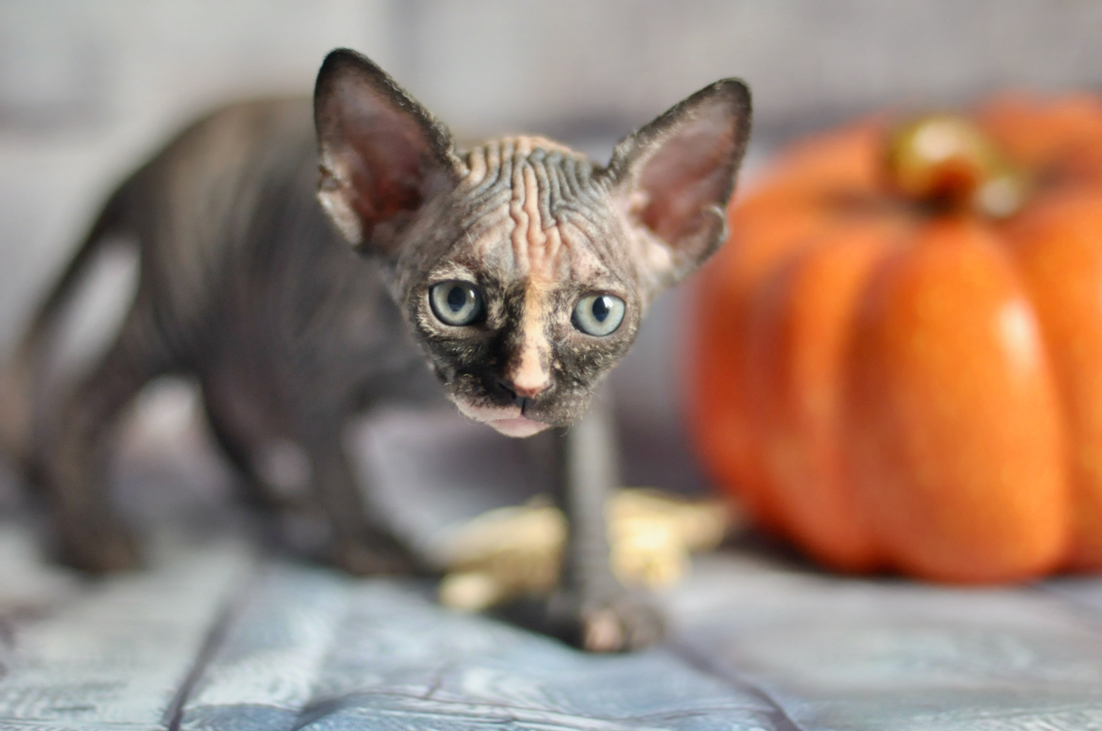 Sphynx kittens UK, Sphynx kittens United Kingdom, Sphynx kittens GB, Sphynx kittens Great Britain, Sphynx kittens London, Sphynx UK, Sphynx United Kingdom, Sphynx GB, Sphynx Great Britain, Sphynx London                                                 Sphynx kittens USA, Sphynx kittens United States, Sphynx kittens US, Sphynx kittens New York, Sphynx kittens Boston, Sphynx United States, Sphynx US, Sphynx USA, Sphynx New York, Sphynx Boston