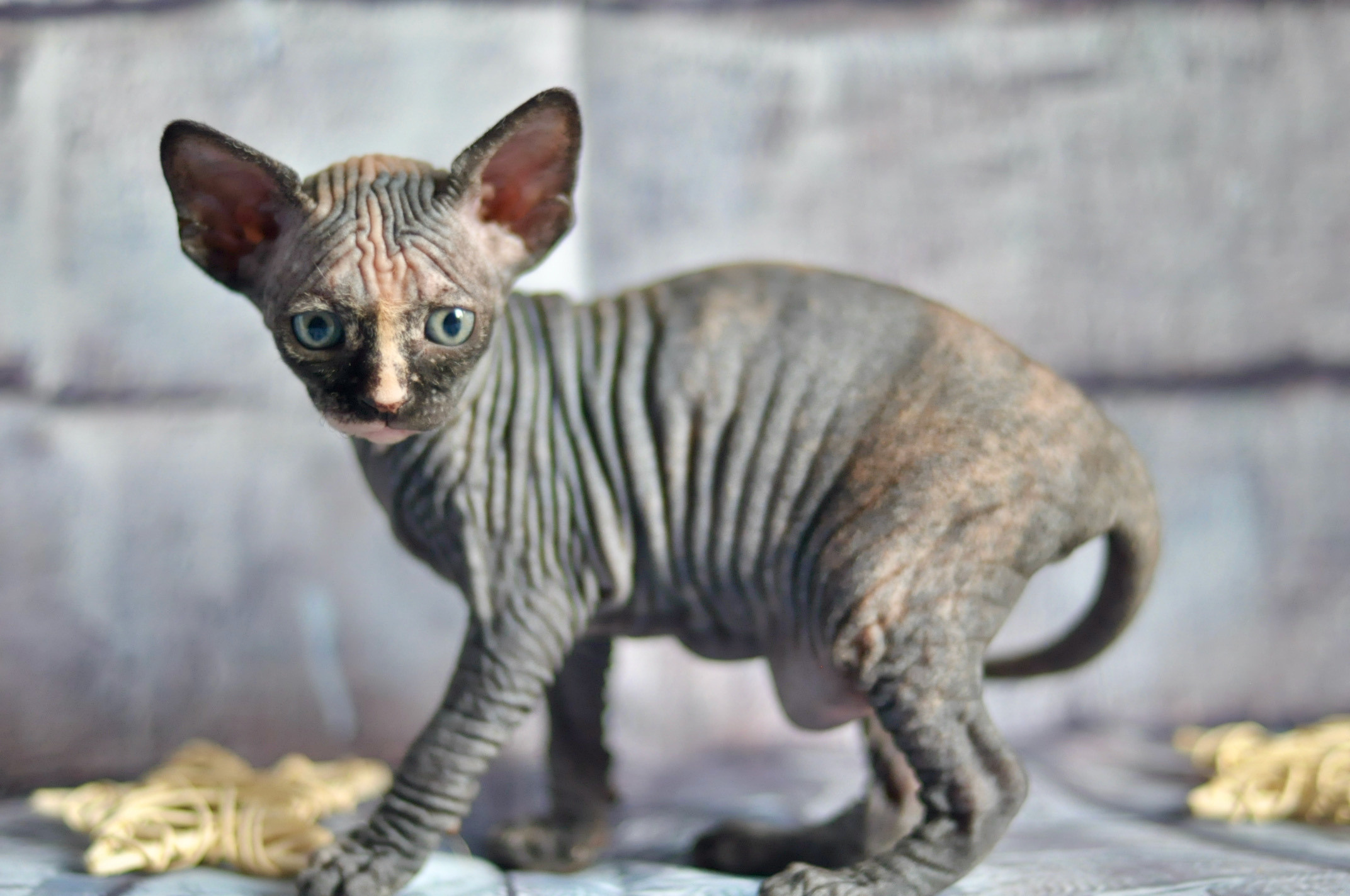 Sphynx kittens UK, Sphynx kittens United Kingdom, Sphynx kittens GB, Sphynx kittens Great Britain, Sphynx kittens London, Sphynx UK, Sphynx United Kingdom, Sphynx GB, Sphynx Great Britain, Sphynx London                                                 Sphynx kittens USA, Sphynx kittens United States, Sphynx kittens US, Sphynx kittens New York, Sphynx kittens Boston, Sphynx United States, Sphynx US, Sphynx USA, Sphynx New York, Sphynx Boston