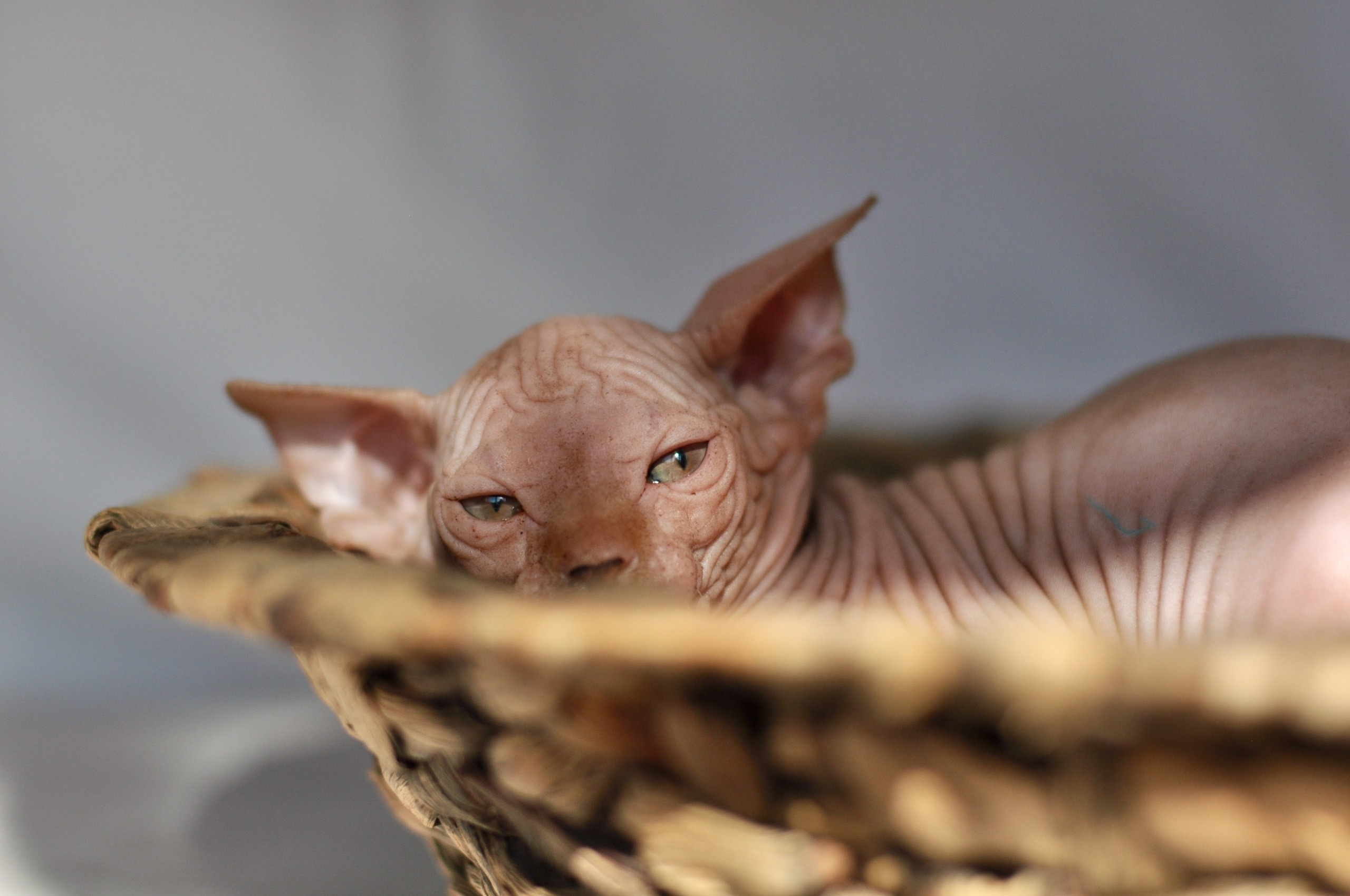 sphynx London, Birmingham, sphynx cat for sale London, sphynx cat for sale Birmingham