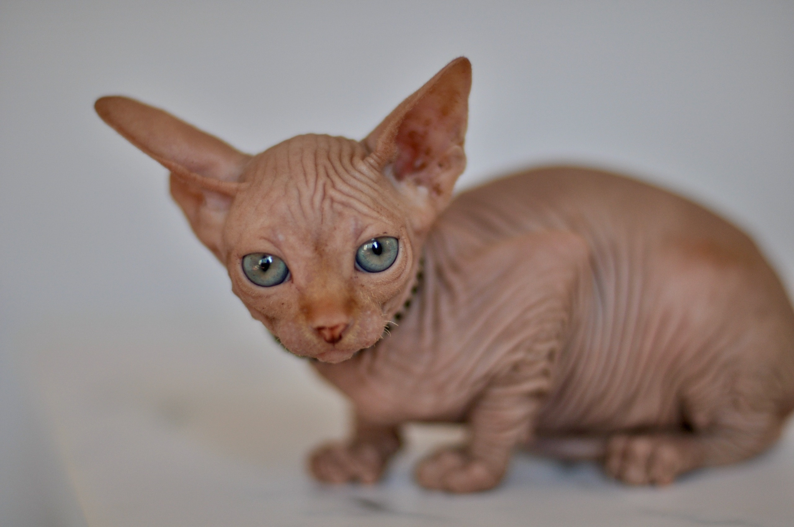 sphynx kittens Boston, sphynx kittens New York, sphynx kittens for sale Boston, sphynx kittens for sale New York