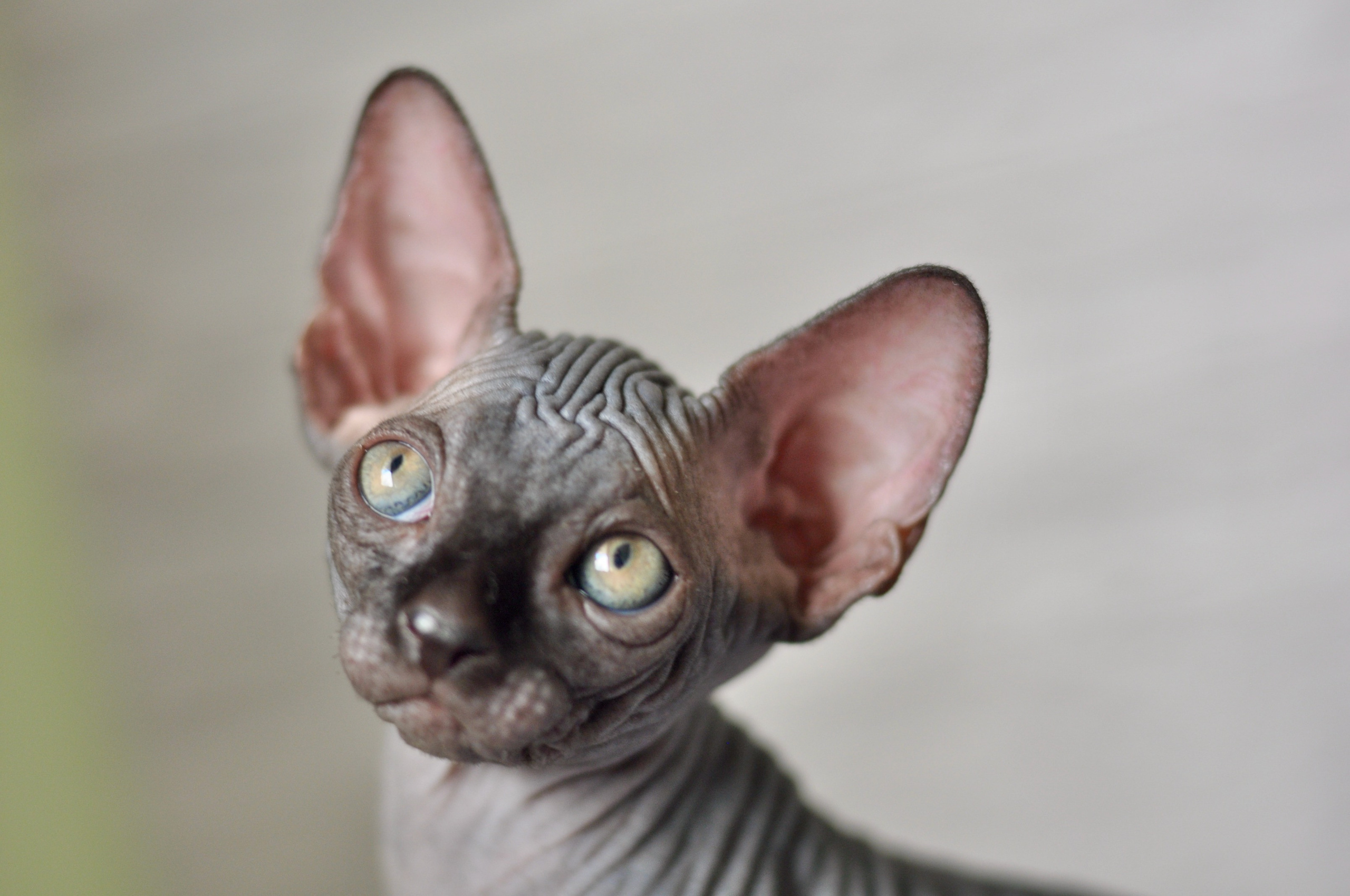 Sphynx kittens UK, Sphynx kittens United Kingdom, Sphynx kittens GB, Sphynx kittens Great Britain, Sphynx kittens London, Sphynx UK, Sphynx United Kingdom, Sphynx GB, Sphynx Great Britain, Sphynx London