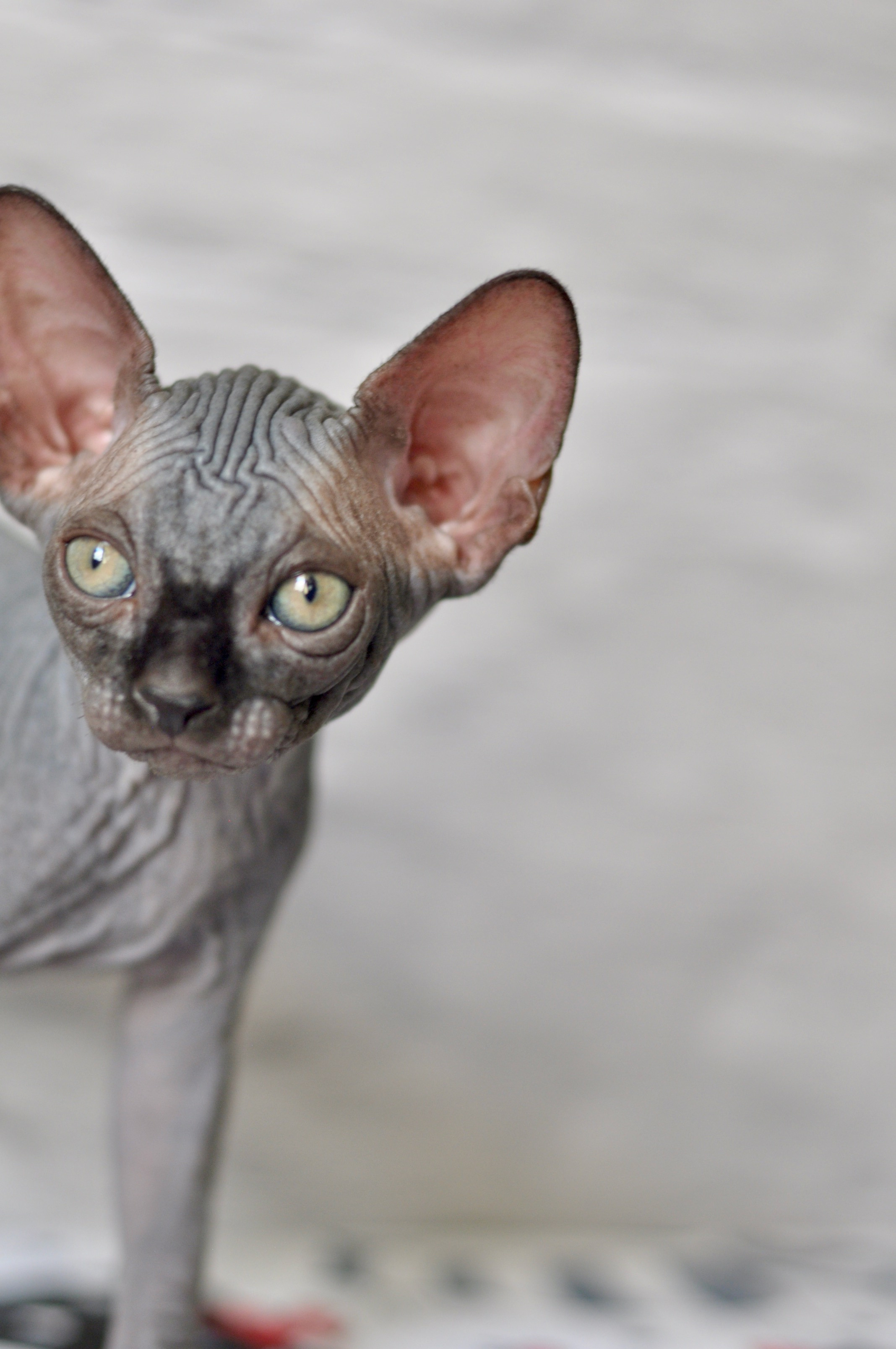 Sphynx kittens UK, Sphynx kittens United Kingdom, Sphynx kittens GB, Sphynx kittens Great Britain, Sphynx kittens London, Sphynx UK, Sphynx United Kingdom, Sphynx GB, Sphynx Great Britain, Sphynx London