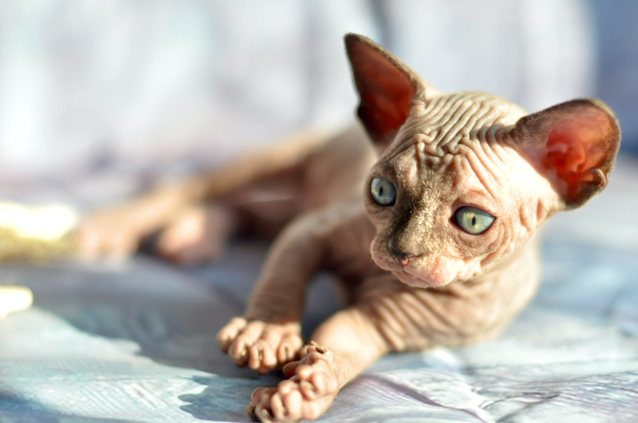 Sphynx kittens UK, Sphynx kittens United Kingdom, Sphynx kittens GB, Sphynx kittens Great Britain, Sphynx kittens London, Sphynx UK, Sphynx United Kingdom, Sphynx GB, Sphynx Great Britain, Sphynx London                                                 Sphynx kittens USA, Sphynx kittens United States, Sphynx kittens US, Sphynx kittens New York, Sphynx kittens Boston, Sphynx United States, Sphynx US, Sphynx USA, Sphynx New York, Sphynx Boston