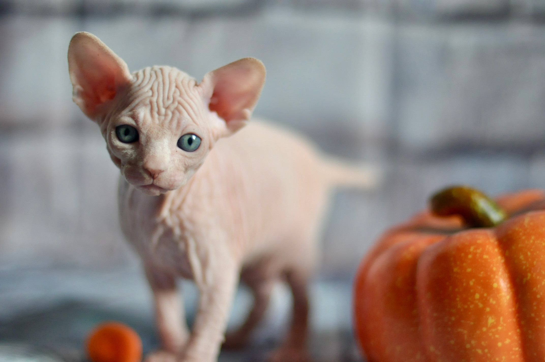 Sphynx kittens UK, Sphynx kittens United Kingdom, Sphynx kittens GB, Sphynx kittens Great Britain, Sphynx kittens London, Sphynx UK, Sphynx United Kingdom, Sphynx GB, Sphynx Great Britain, Sphynx London