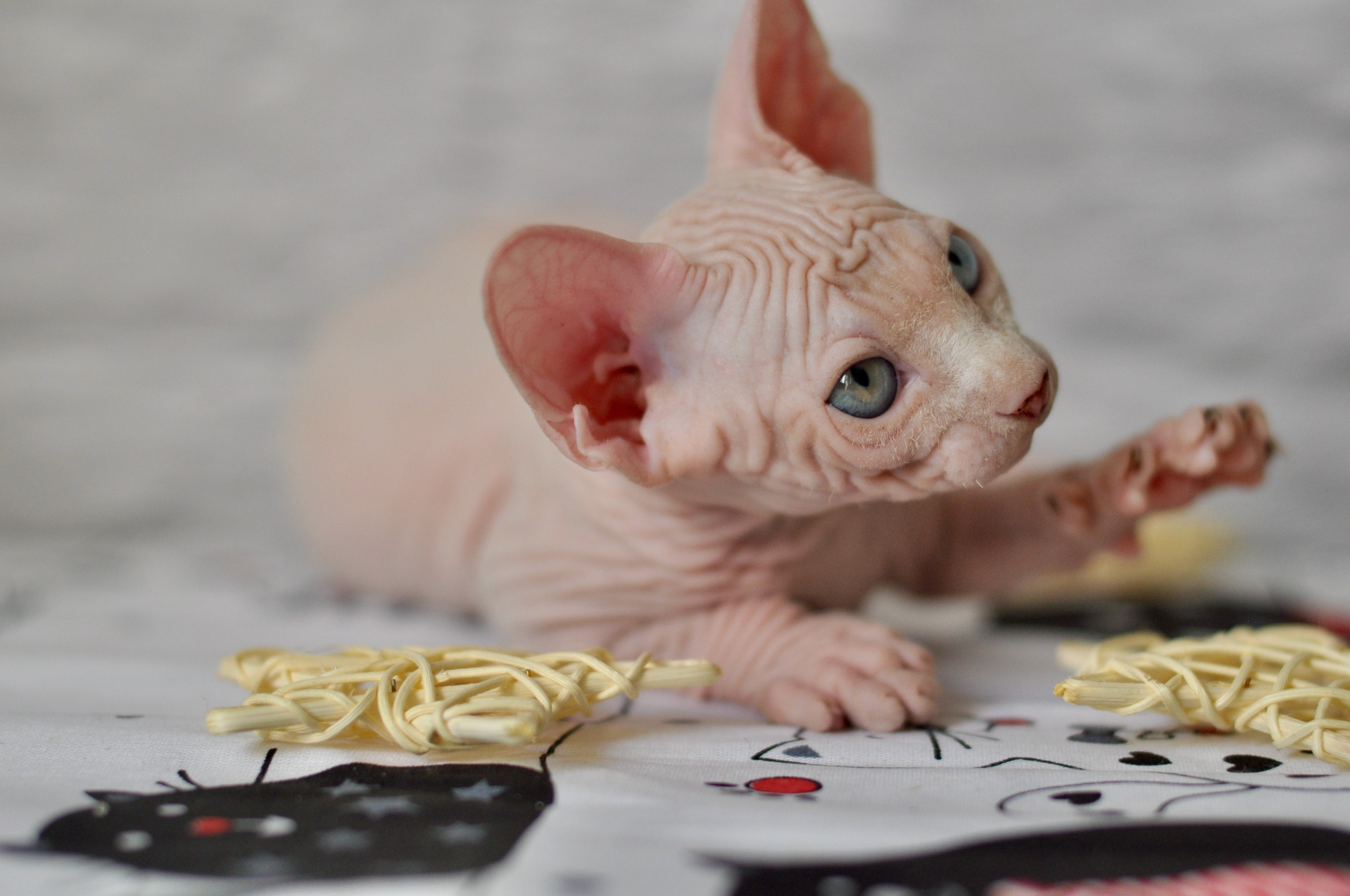 BISMARK (♂), color — White odd eyed (w63) — Resident of the Cattery. Εκτροφείο γάτες Σφίγγα στην Λεμεσό, Κύπρος