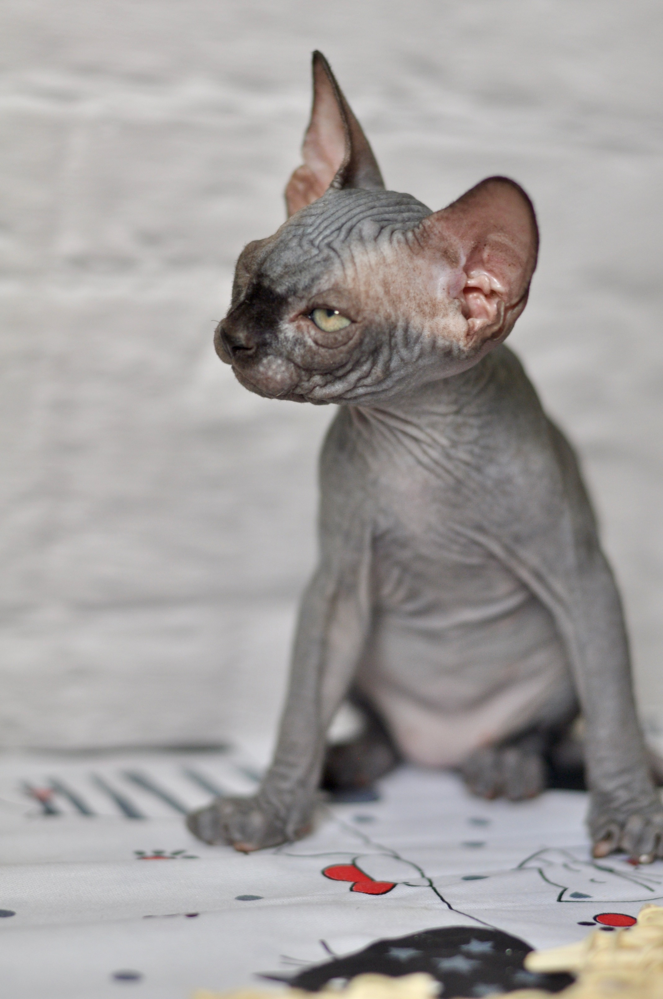 Sphynx kittens UK, Sphynx kittens United Kingdom, Sphynx kittens GB, Sphynx kittens Great Britain, Sphynx kittens London, Sphynx UK, Sphynx United Kingdom, Sphynx GB, Sphynx Great Britain, Sphynx London