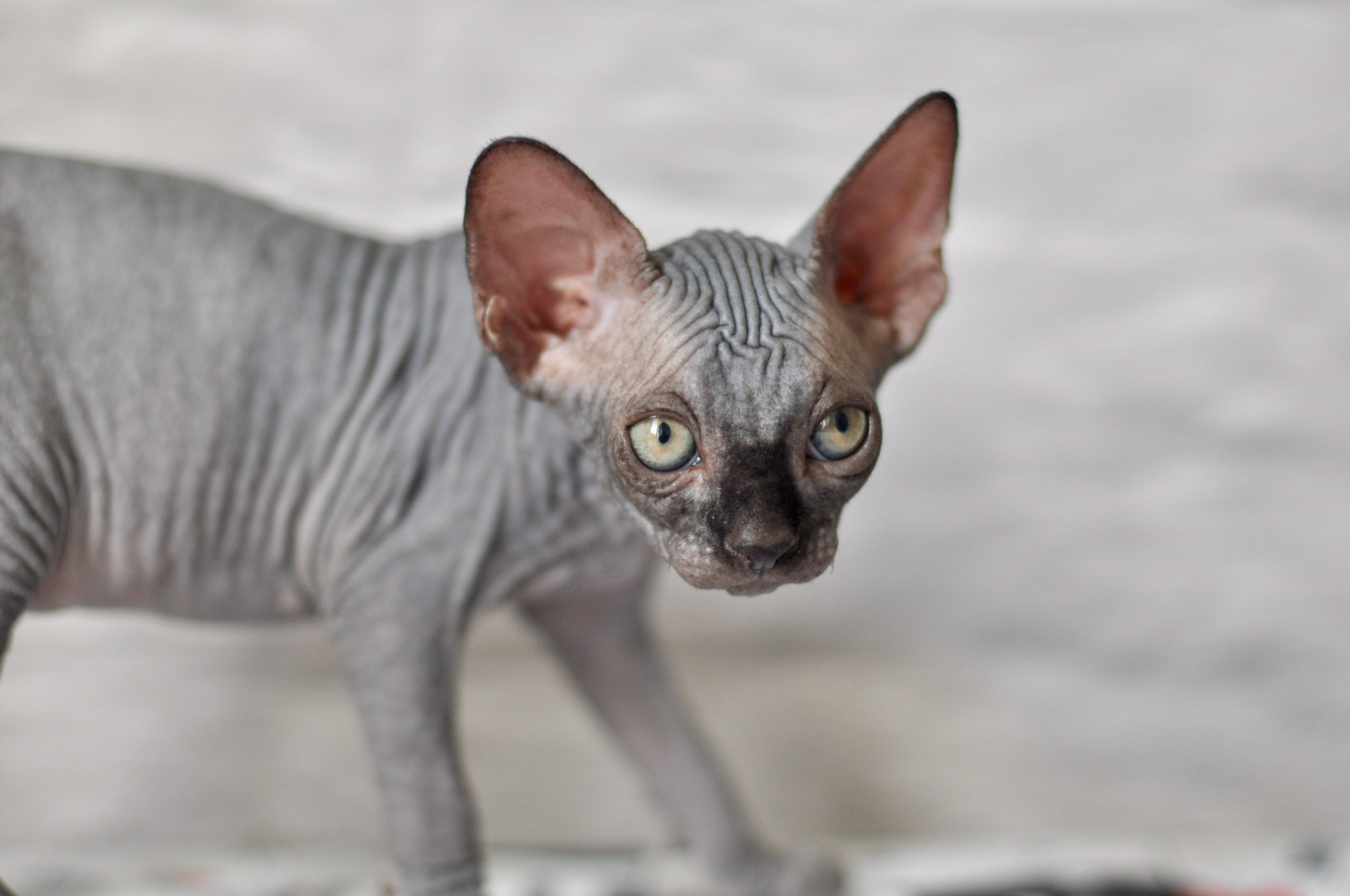 Sphynx kittens UK, Sphynx kittens United Kingdom, Sphynx kittens GB, Sphynx kittens Great Britain, Sphynx kittens London, Sphynx UK, Sphynx United Kingdom, Sphynx GB, Sphynx Great Britain, Sphynx London