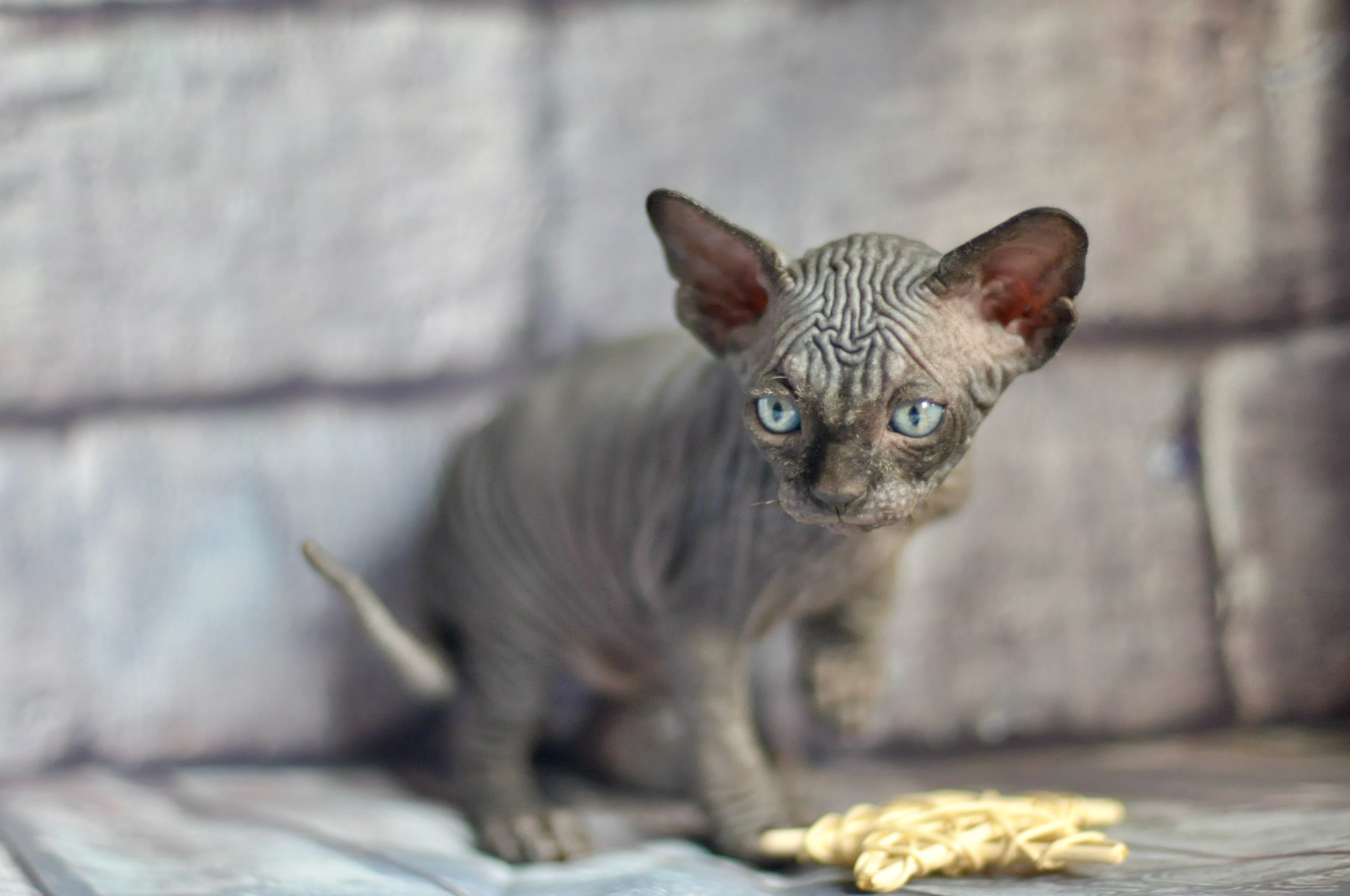 CALVIN (♂), color — Black (n) — found his family. Εκτροφείο γάτες Σφίγγα στην Λεμεσό, Κύπρος