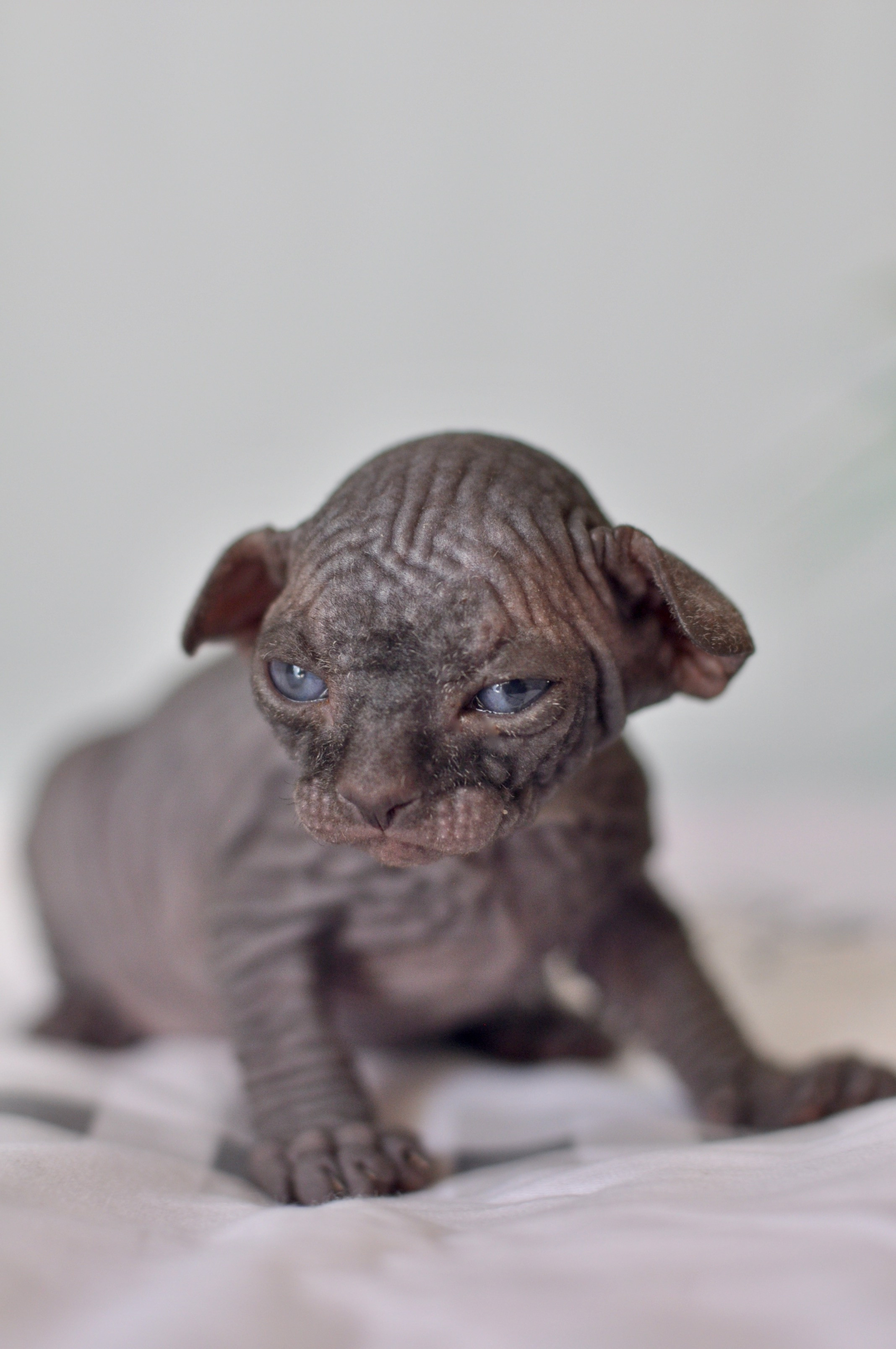 Sphynx kittens UK, Sphynx kittens United Kingdom, Sphynx kittens GB, Sphynx kittens Great Britain, Sphynx kittens London, Sphynx UK, Sphynx United Kingdom, Sphynx GB, Sphynx Great Britain, Sphynx London