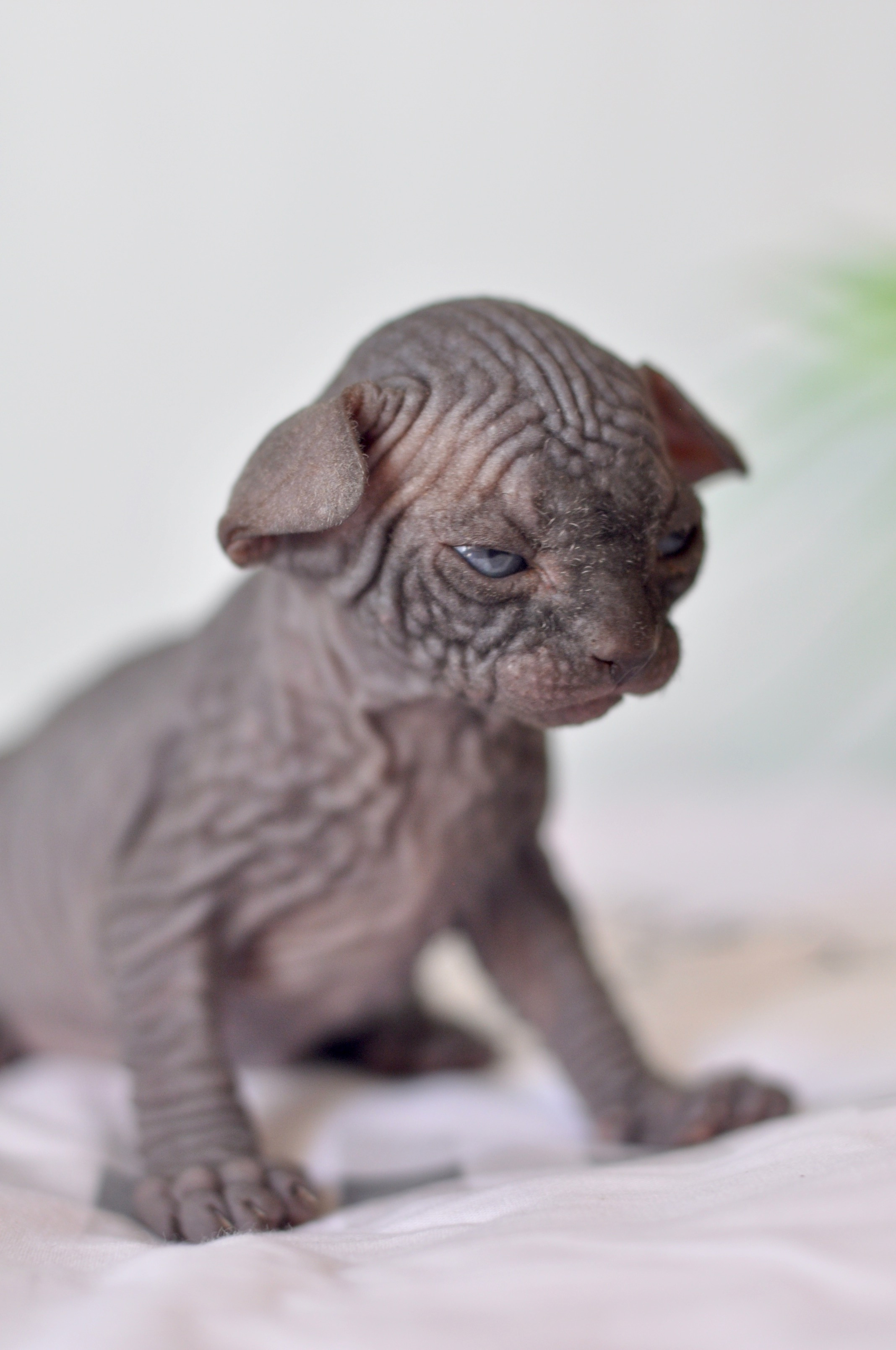 Sphynx kittens UK, Sphynx kittens United Kingdom, Sphynx kittens GB, Sphynx kittens Great Britain, Sphynx kittens London, Sphynx UK, Sphynx United Kingdom, Sphynx GB, Sphynx Great Britain, Sphynx London