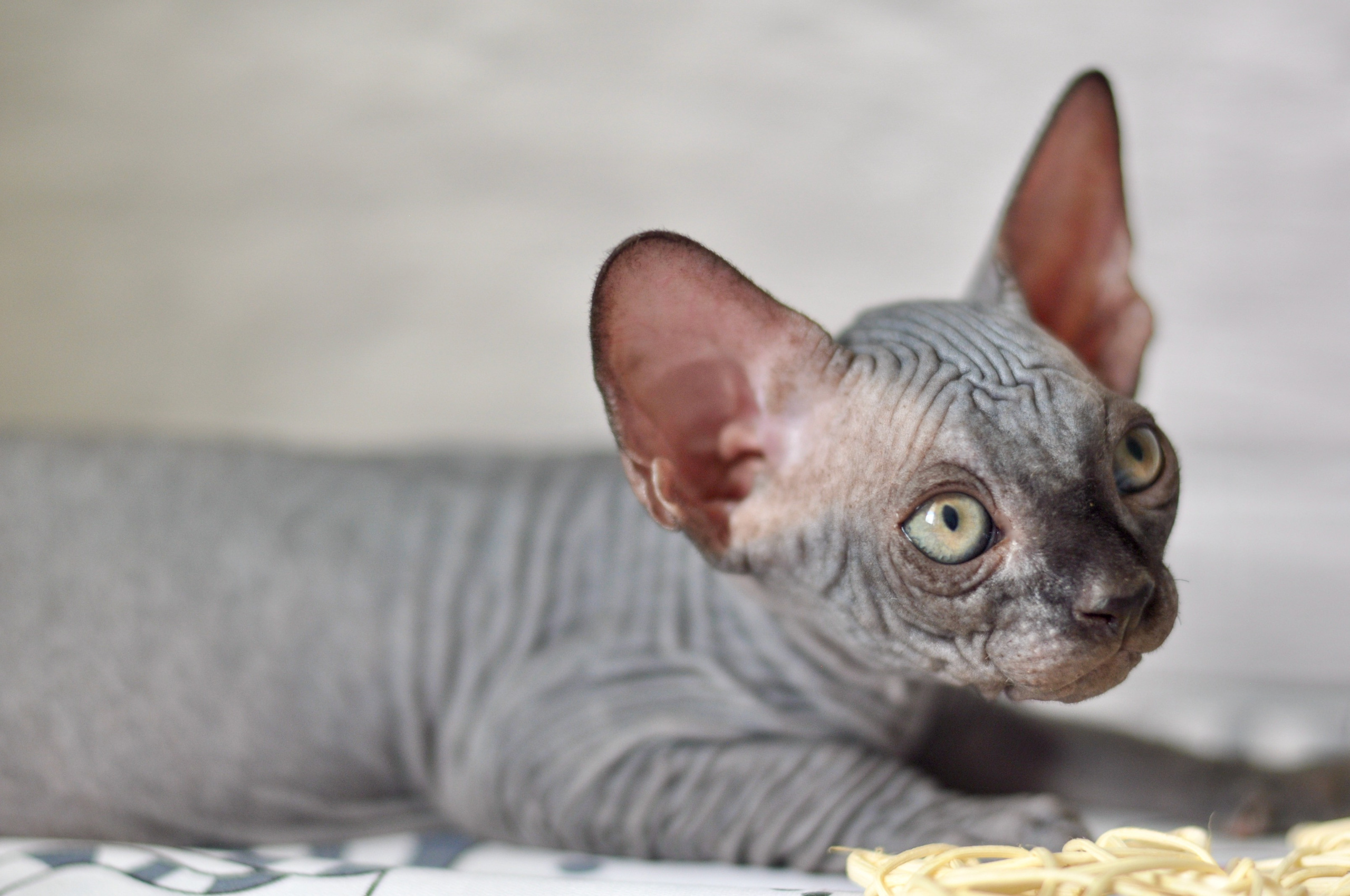 Sphynx kittens UK, Sphynx kittens United Kingdom, Sphynx kittens GB, Sphynx kittens Great Britain, Sphynx kittens London, Sphynx UK, Sphynx United Kingdom, Sphynx GB, Sphynx Great Britain, Sphynx London