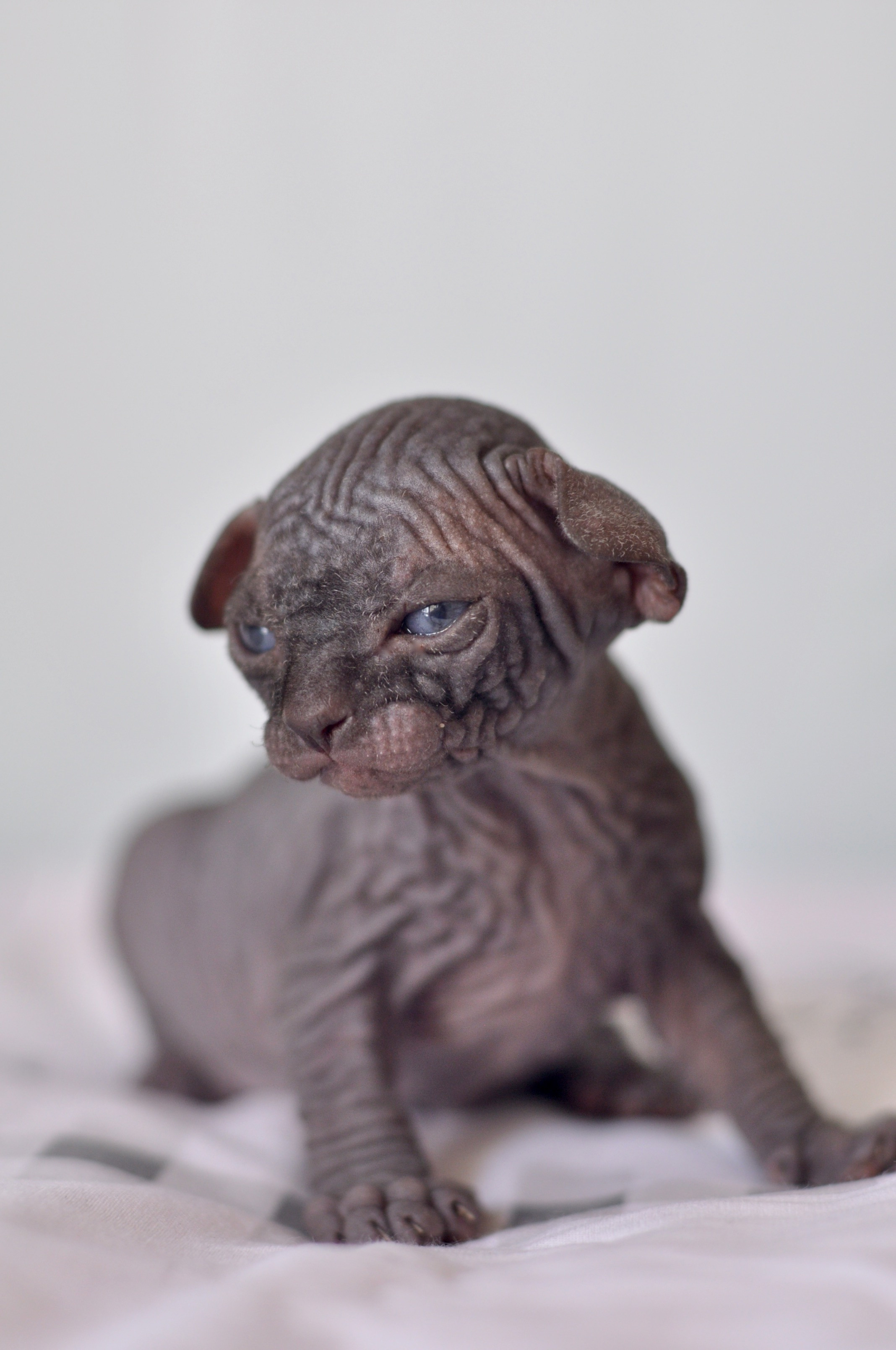 Sphynx kittens UK, Sphynx kittens United Kingdom, Sphynx kittens GB, Sphynx kittens Great Britain, Sphynx kittens London, Sphynx UK, Sphynx United Kingdom, Sphynx GB, Sphynx Great Britain, Sphynx London