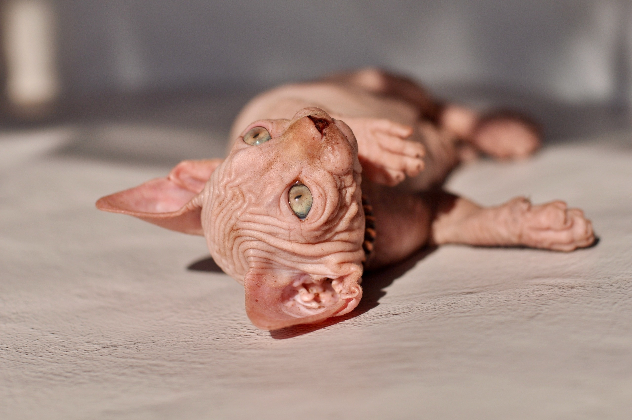 sphynx London, Birmingham, sphynx cat for sale London, sphynx cat for sale Birmingham