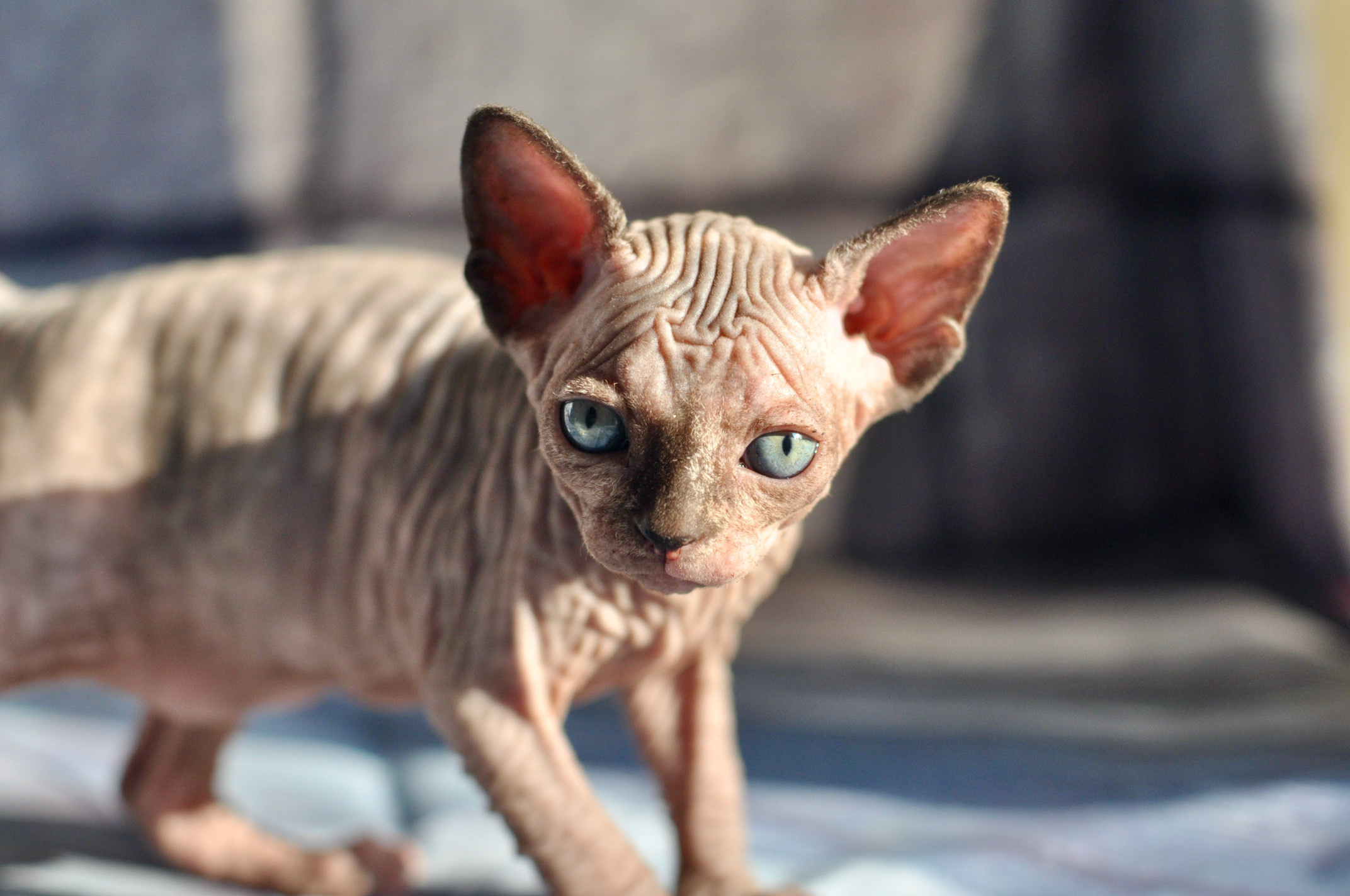 Sphynx kittens UK, Sphynx kittens United Kingdom, Sphynx kittens GB, Sphynx kittens Great Britain, Sphynx kittens London, Sphynx UK, Sphynx United Kingdom, Sphynx GB, Sphynx Great Britain, Sphynx London                                                 Sphynx kittens USA, Sphynx kittens United States, Sphynx kittens US, Sphynx kittens New York, Sphynx kittens Boston, Sphynx United States, Sphynx US, Sphynx USA, Sphynx New York, Sphynx Boston