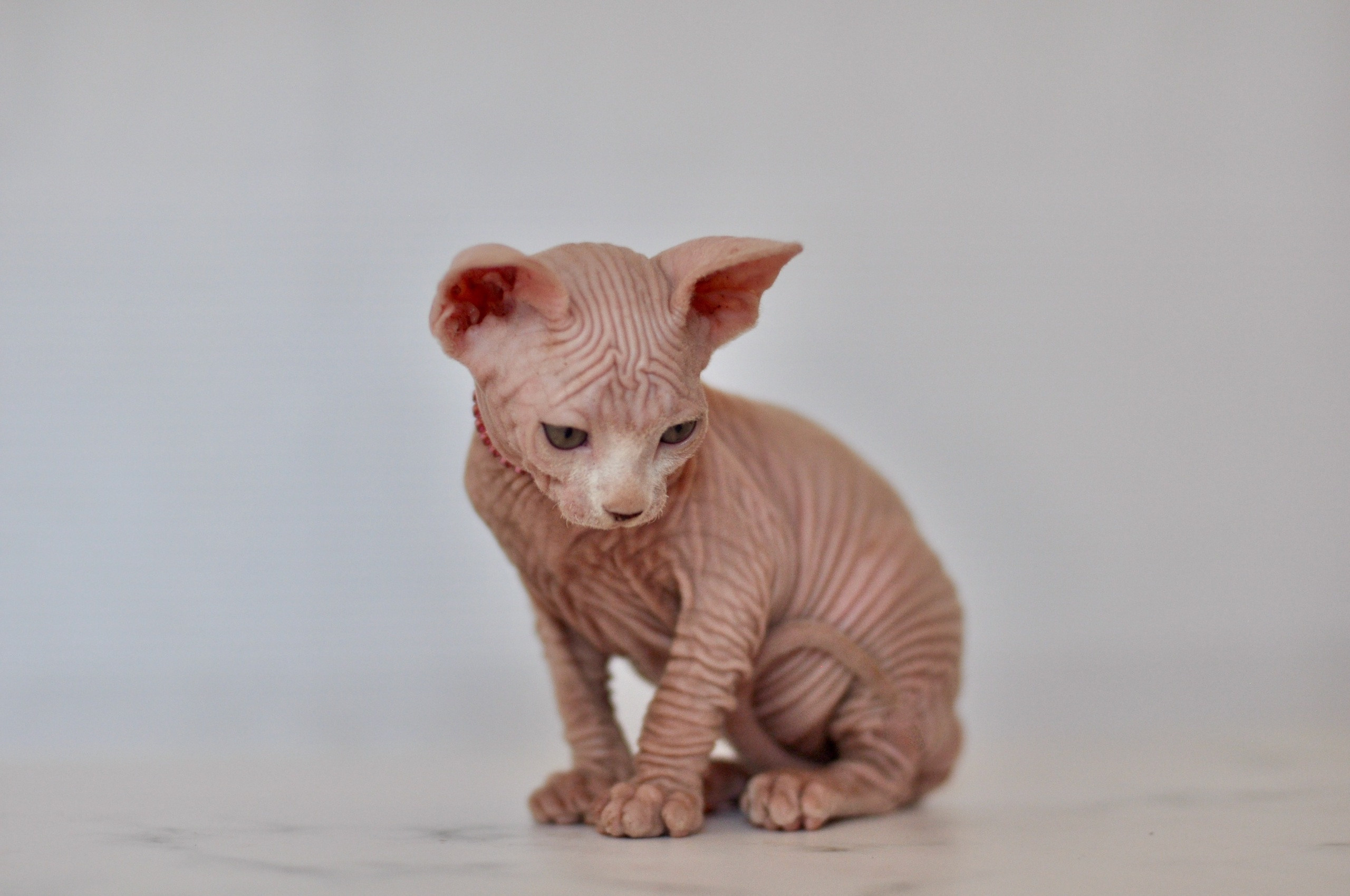 Sphynx kittens UK, Sphynx kittens United Kingdom, Sphynx kittens GB, Sphynx kittens Great Britain, Sphynx kittens London, Sphynx UK, Sphynx United Kingdom, Sphynx GB, Sphynx Great Britain, Sphynx London