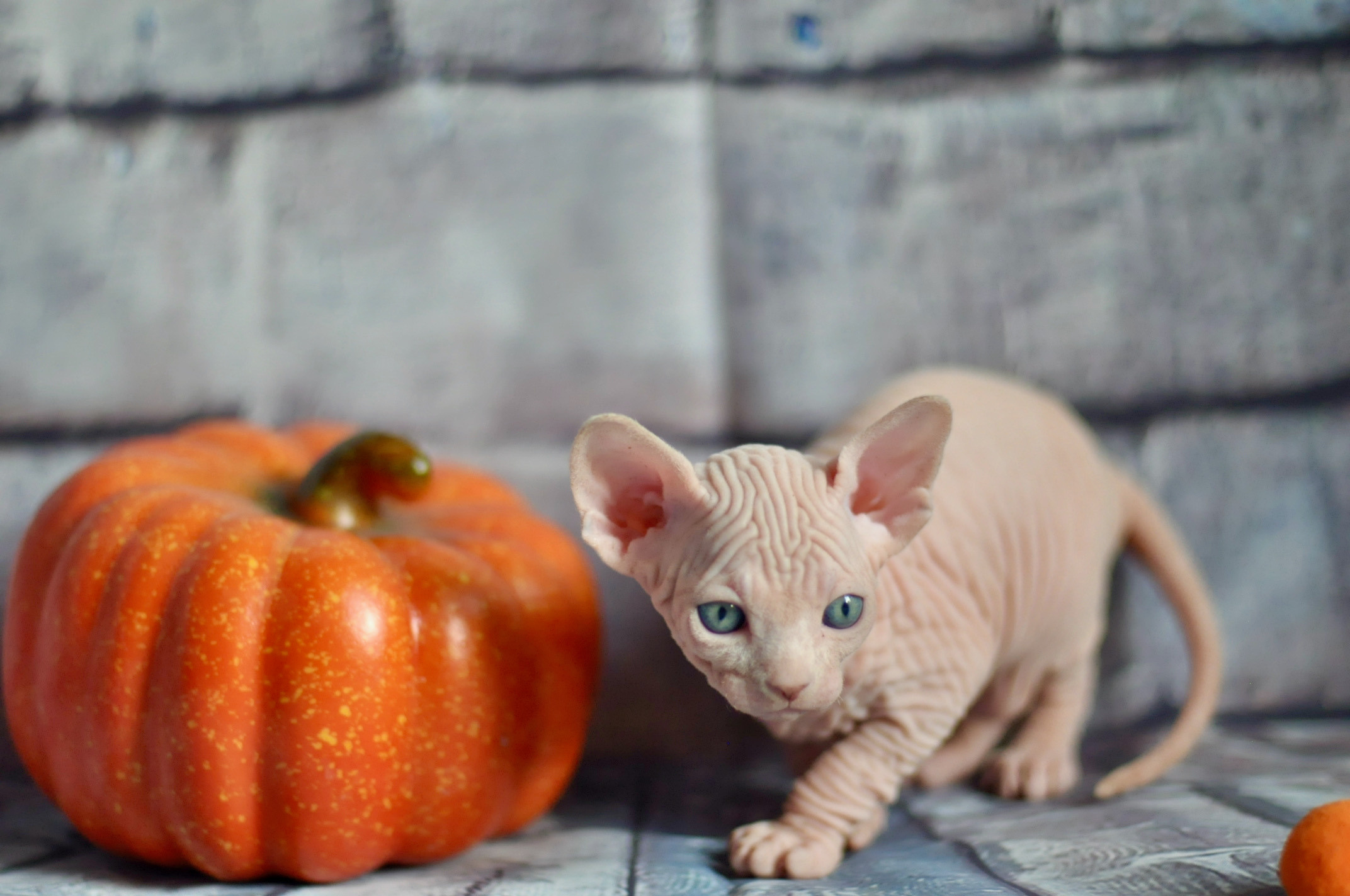 Sphynx kittens UK, Sphynx kittens United Kingdom, Sphynx kittens GB, Sphynx kittens Great Britain, Sphynx kittens London, Sphynx UK, Sphynx United Kingdom, Sphynx GB, Sphynx Great Britain, Sphynx London