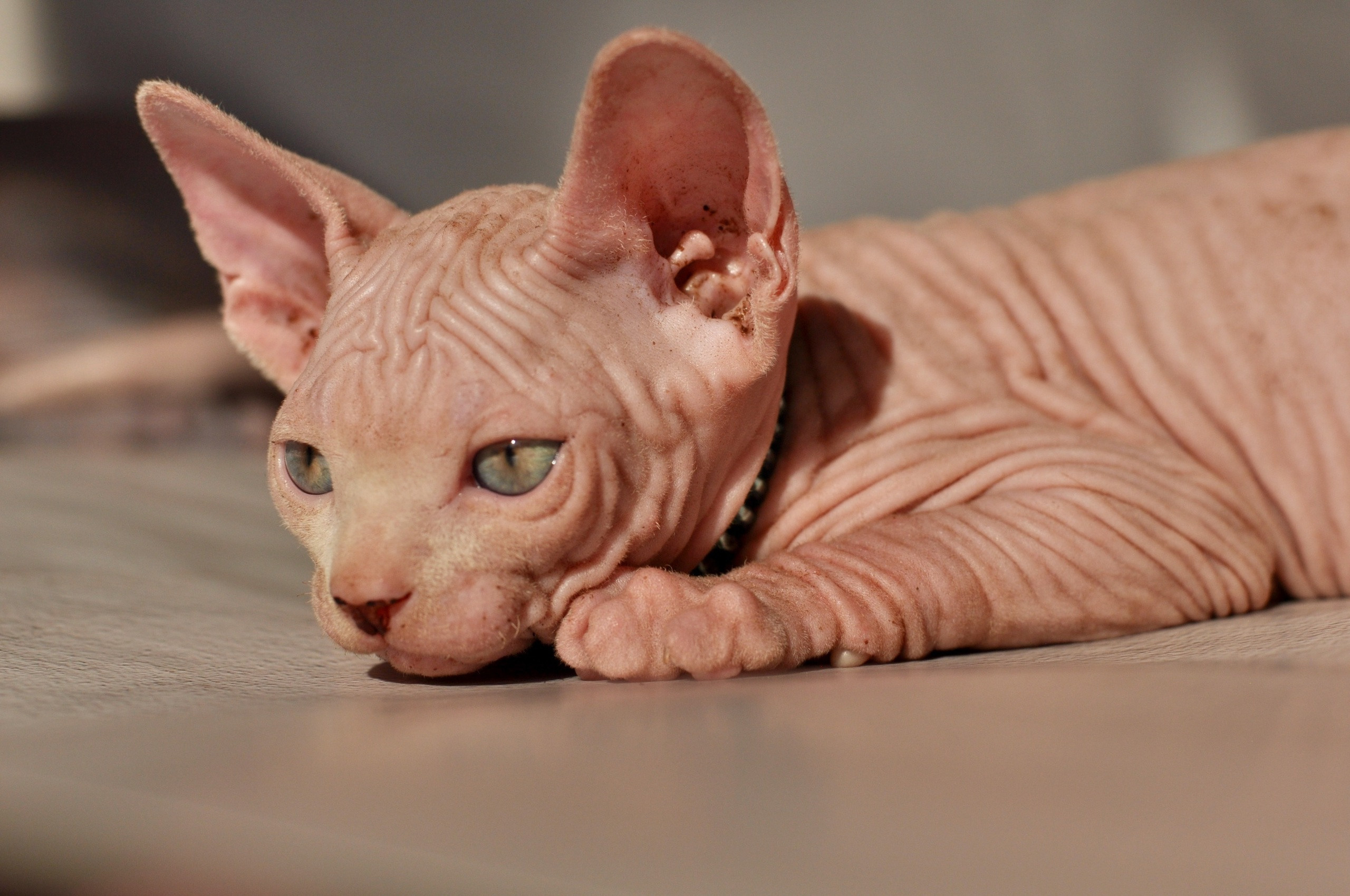 Sphynx kittens UK, Sphynx kittens United Kingdom, Sphynx kittens GB, Sphynx kittens Great Britain, Sphynx kittens London, Sphynx UK, Sphynx United Kingdom, Sphynx GB, Sphynx Great Britain, Sphynx London