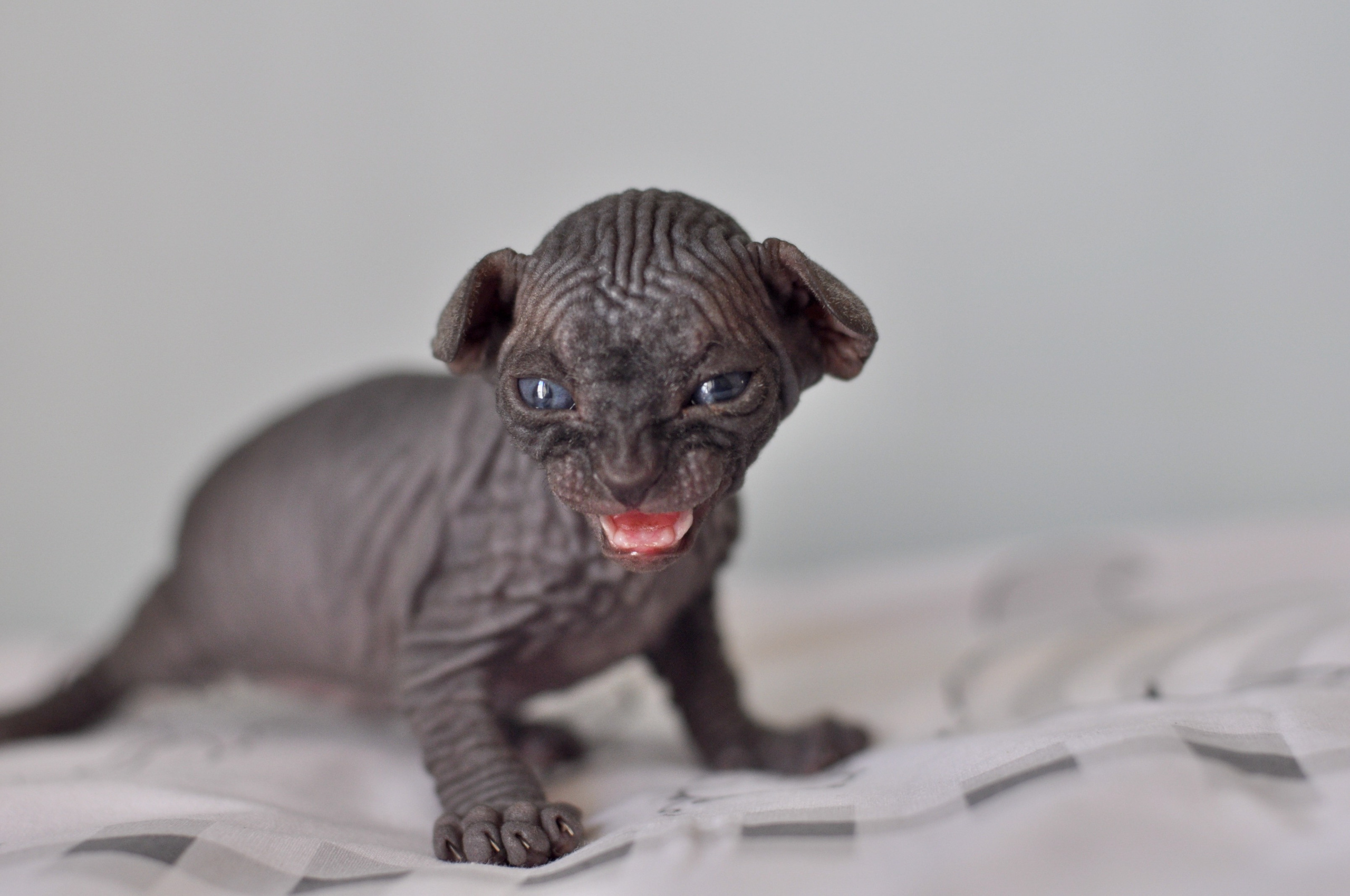 Sphynx kittens UK, Sphynx kittens United Kingdom, Sphynx kittens GB, Sphynx kittens Great Britain, Sphynx kittens London, Sphynx UK, Sphynx United Kingdom, Sphynx GB, Sphynx Great Britain, Sphynx London