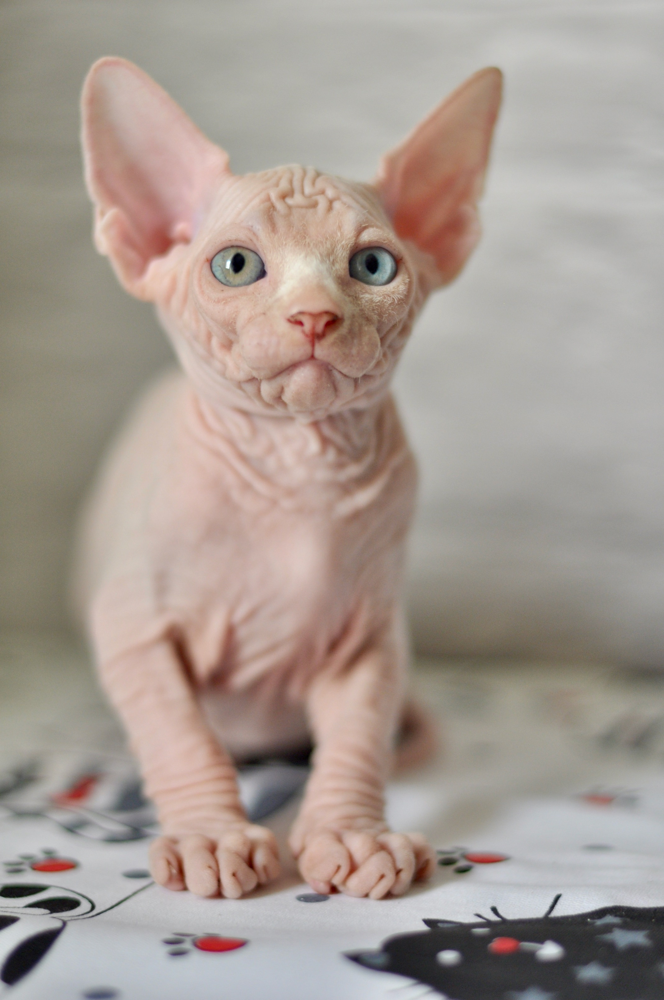 BISMARK (♂), color — White odd eyed (w63) — Resident of the Cattery. Εκτροφείο γάτες Σφίγγα στην Λεμεσό, Κύπρος