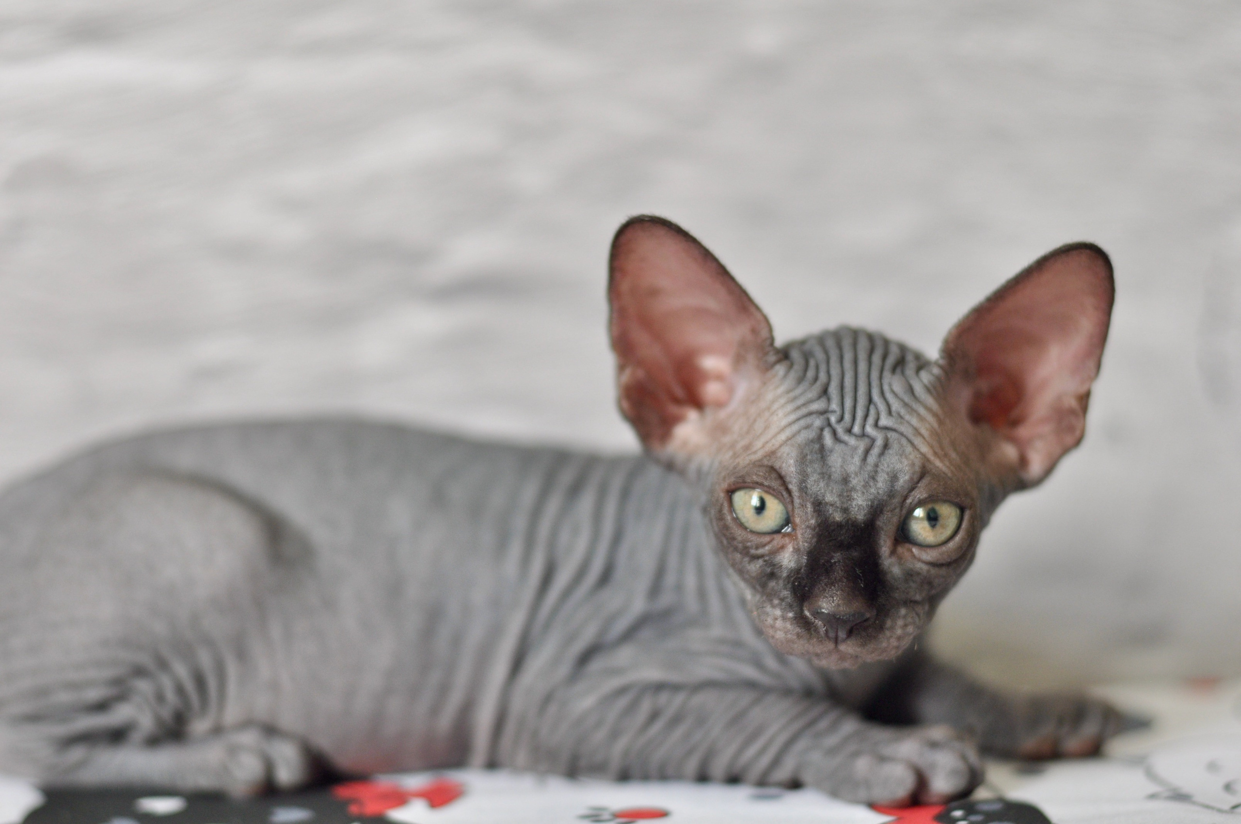 Sphynx kittens UK, Sphynx kittens United Kingdom, Sphynx kittens GB, Sphynx kittens Great Britain, Sphynx kittens London, Sphynx UK, Sphynx United Kingdom, Sphynx GB, Sphynx Great Britain, Sphynx London