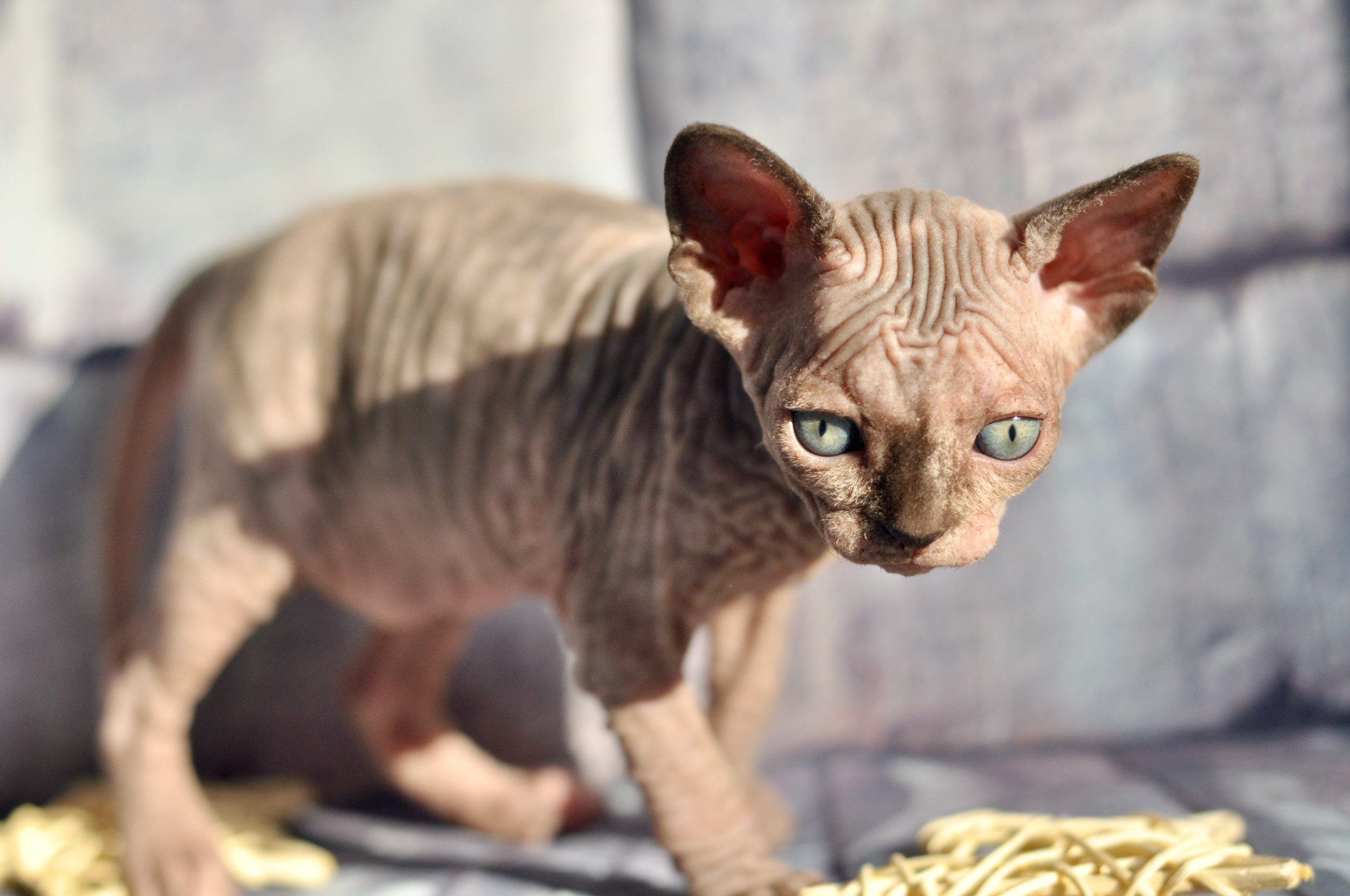 Sphynx kittens UK, Sphynx kittens United Kingdom, Sphynx kittens GB, Sphynx kittens Great Britain, Sphynx kittens London, Sphynx UK, Sphynx United Kingdom, Sphynx GB, Sphynx Great Britain, Sphynx London                                                 Sphynx kittens USA, Sphynx kittens United States, Sphynx kittens US, Sphynx kittens New York, Sphynx kittens Boston, Sphynx United States, Sphynx US, Sphynx USA, Sphynx New York, Sphynx Boston