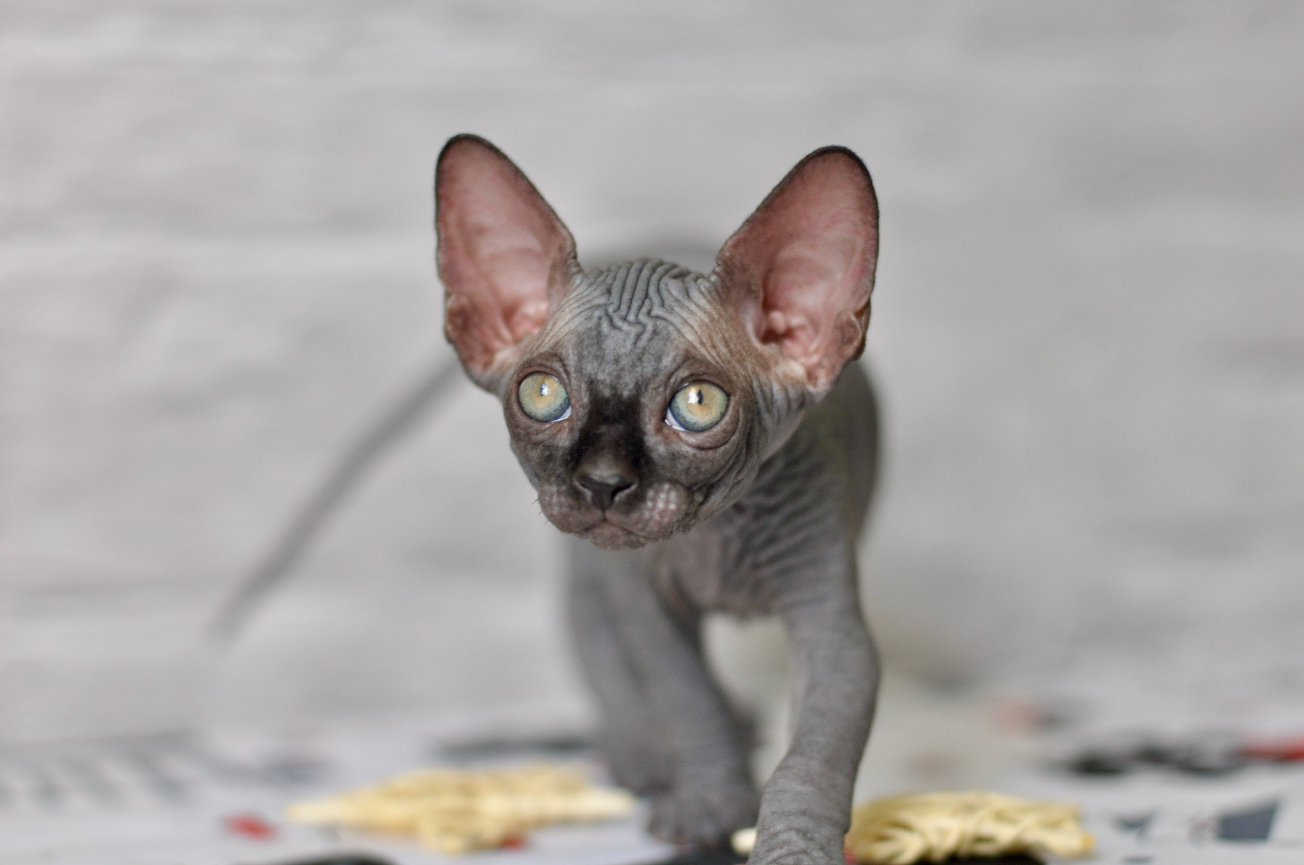 Sphynx kittens UK, Sphynx kittens United Kingdom, Sphynx kittens GB, Sphynx kittens Great Britain, Sphynx kittens London, Sphynx UK, Sphynx United Kingdom, Sphynx GB, Sphynx Great Britain, Sphynx London