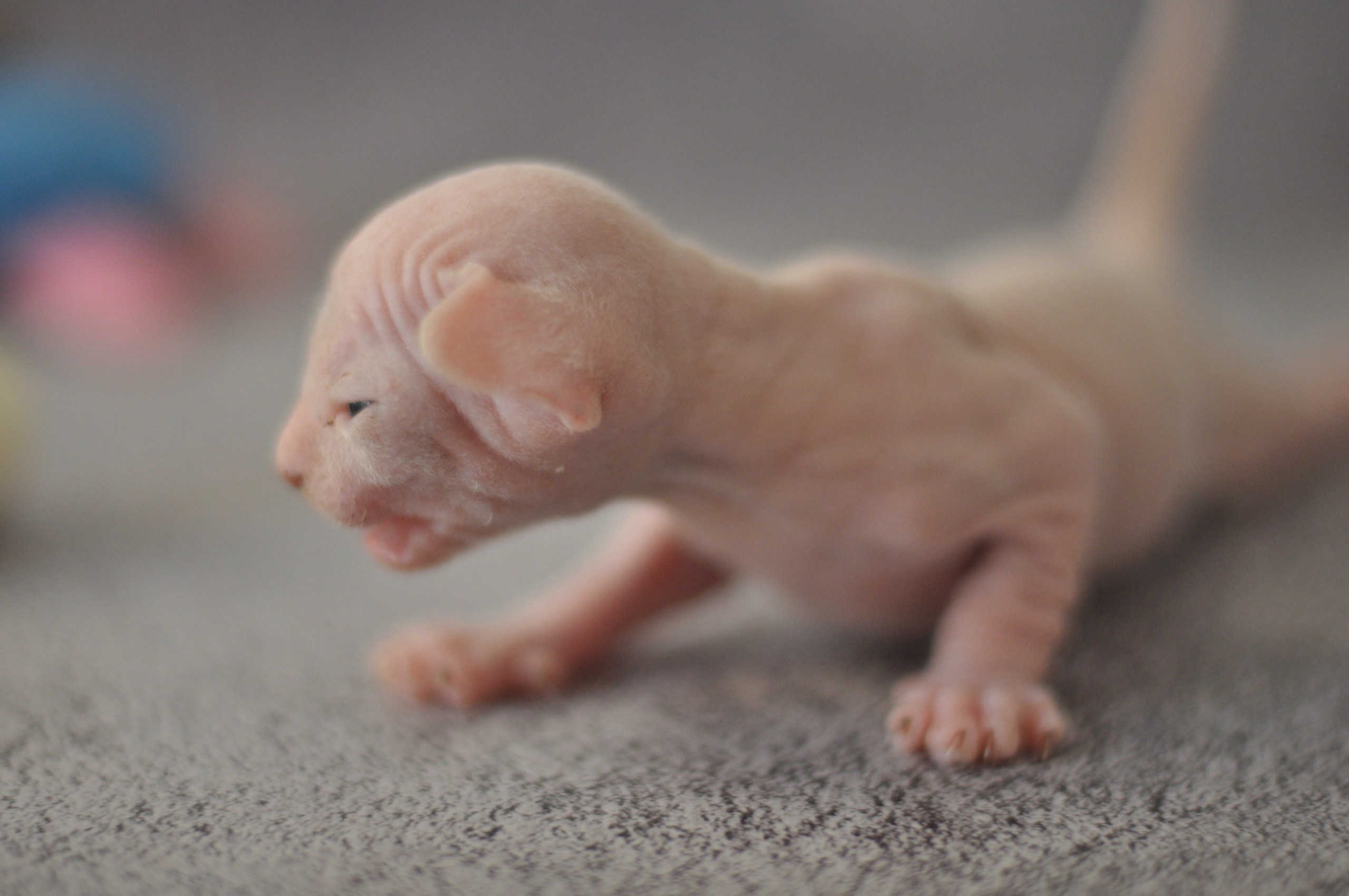 Sphynx kittens UK, Sphynx kittens United Kingdom, Sphynx kittens GB, Sphynx kittens Great Britain, Sphynx kittens London, Sphynx UK, Sphynx United Kingdom, Sphynx GB, Sphynx Great Britain, Sphynx London