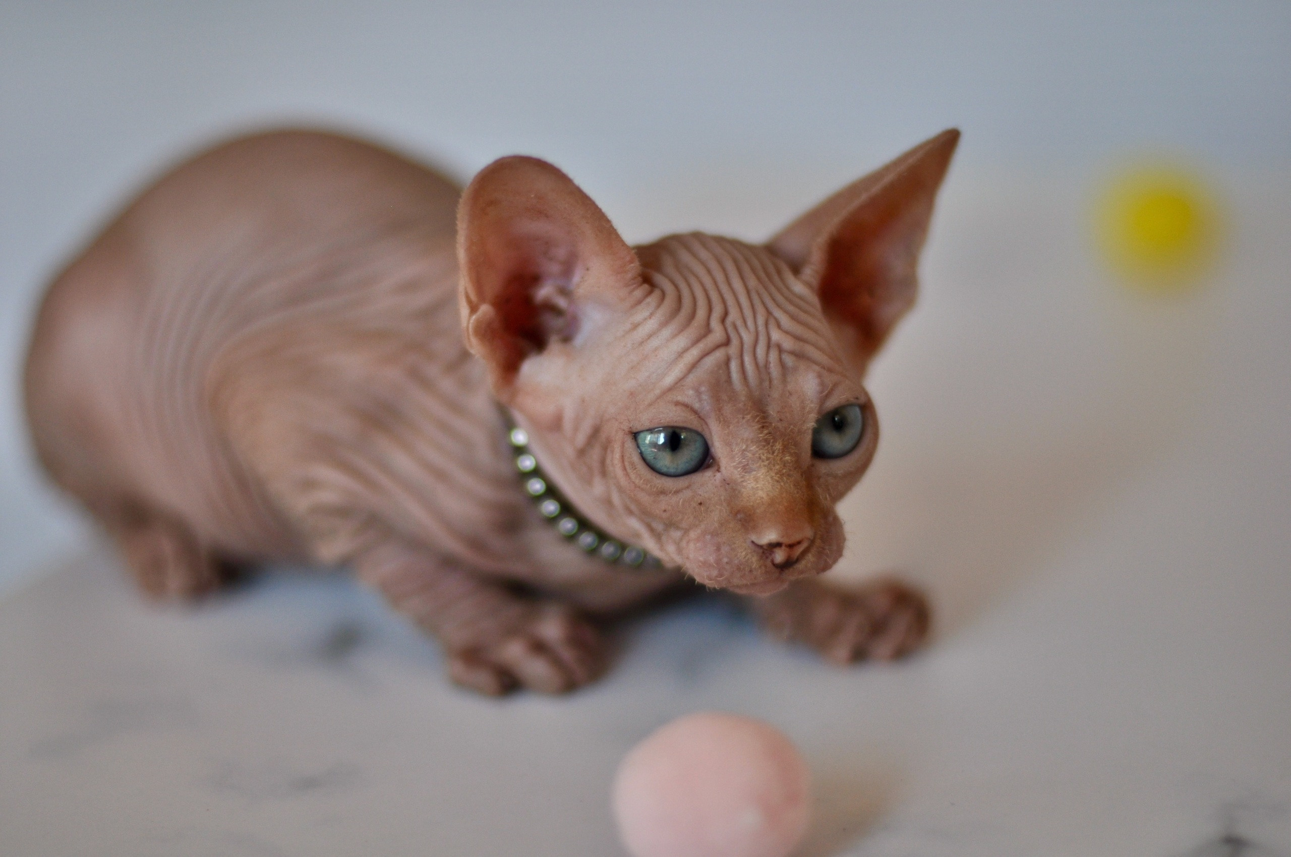 sphynx kittens Boston, sphynx kittens New York, sphynx kittens for sale Boston, sphynx kittens for sale New York