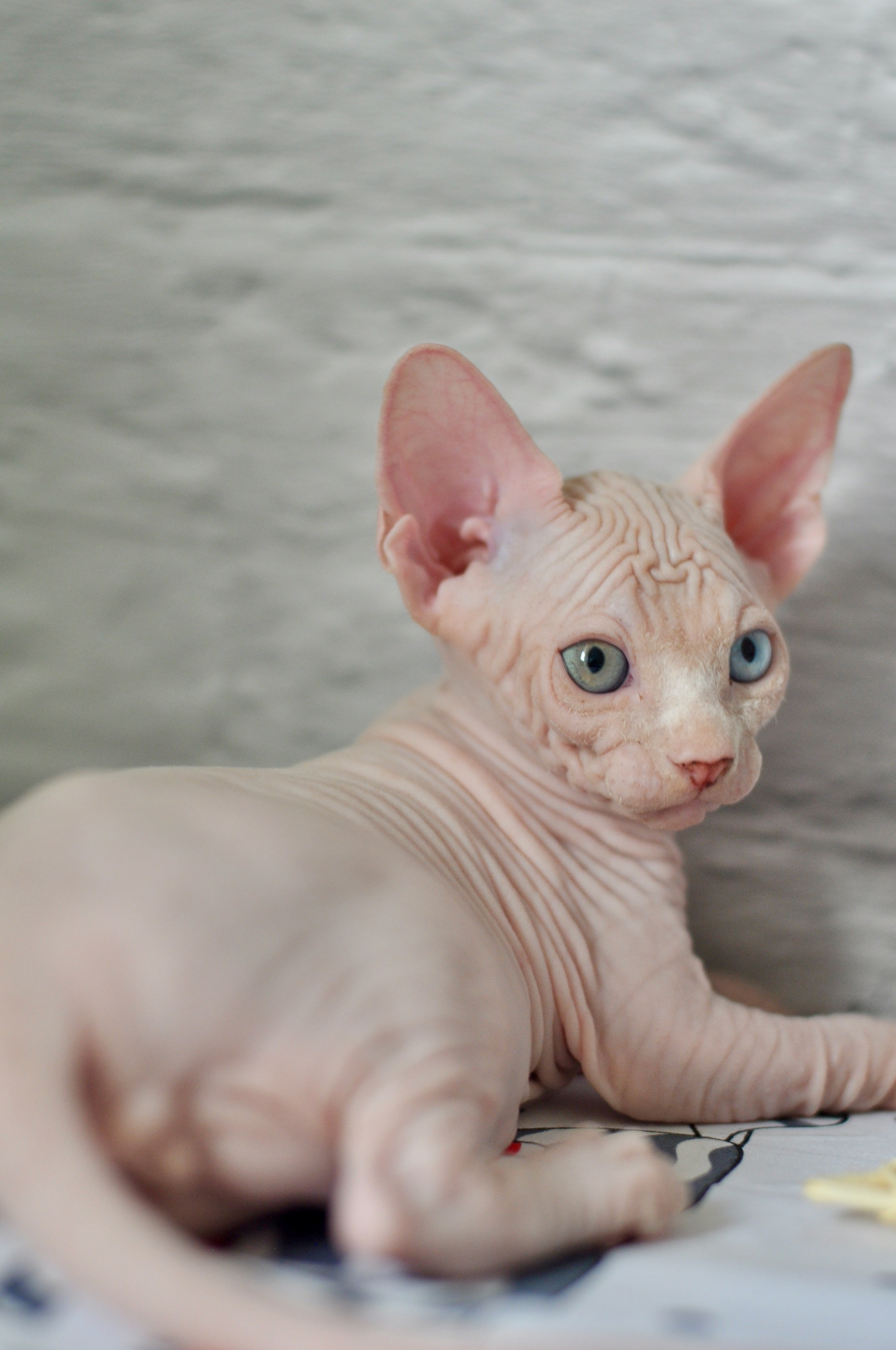 BISMARK (♂), color — White odd eyed (w63) — Resident of the Cattery. Εκτροφείο γάτες Σφίγγα στην Λεμεσό, Κύπρος