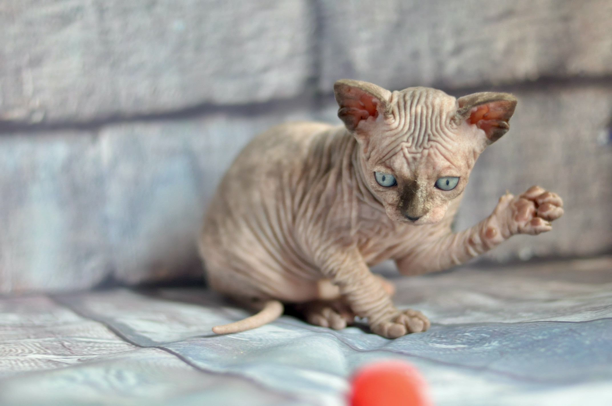 Sphynx kittens UK, Sphynx kittens United Kingdom, Sphynx kittens GB, Sphynx kittens Great Britain, Sphynx kittens London, Sphynx UK, Sphynx United Kingdom, Sphynx GB, Sphynx Great Britain, Sphynx London                                                 Sphynx kittens USA, Sphynx kittens United States, Sphynx kittens US, Sphynx kittens New York, Sphynx kittens Boston, Sphynx United States, Sphynx US, Sphynx USA, Sphynx New York, Sphynx Boston