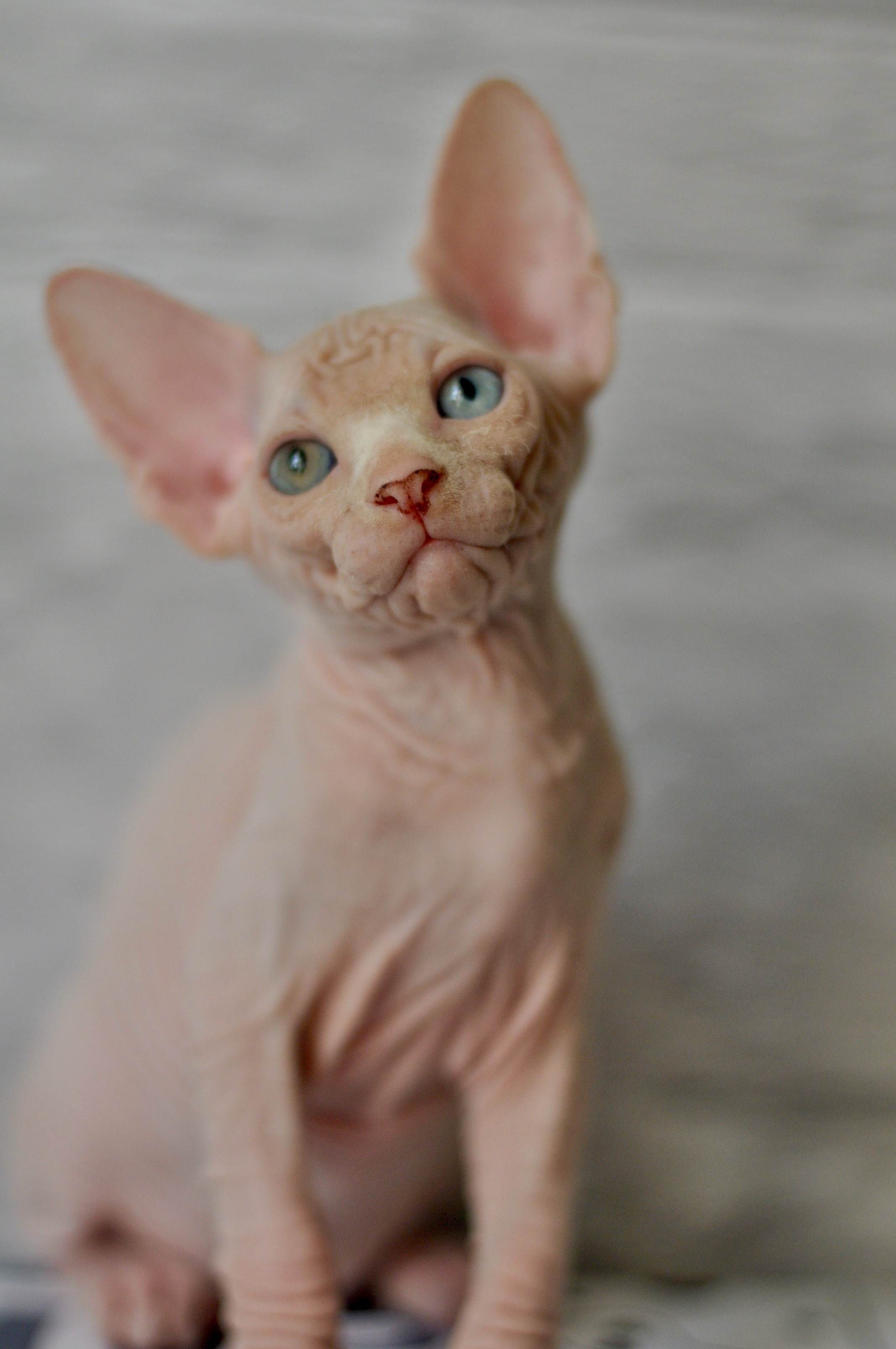 BISMARK (♂), color — White odd eyed (w63) — Resident of the Cattery. Εκτροφείο γάτες Σφίγγα στην Λεμεσό, Κύπρος