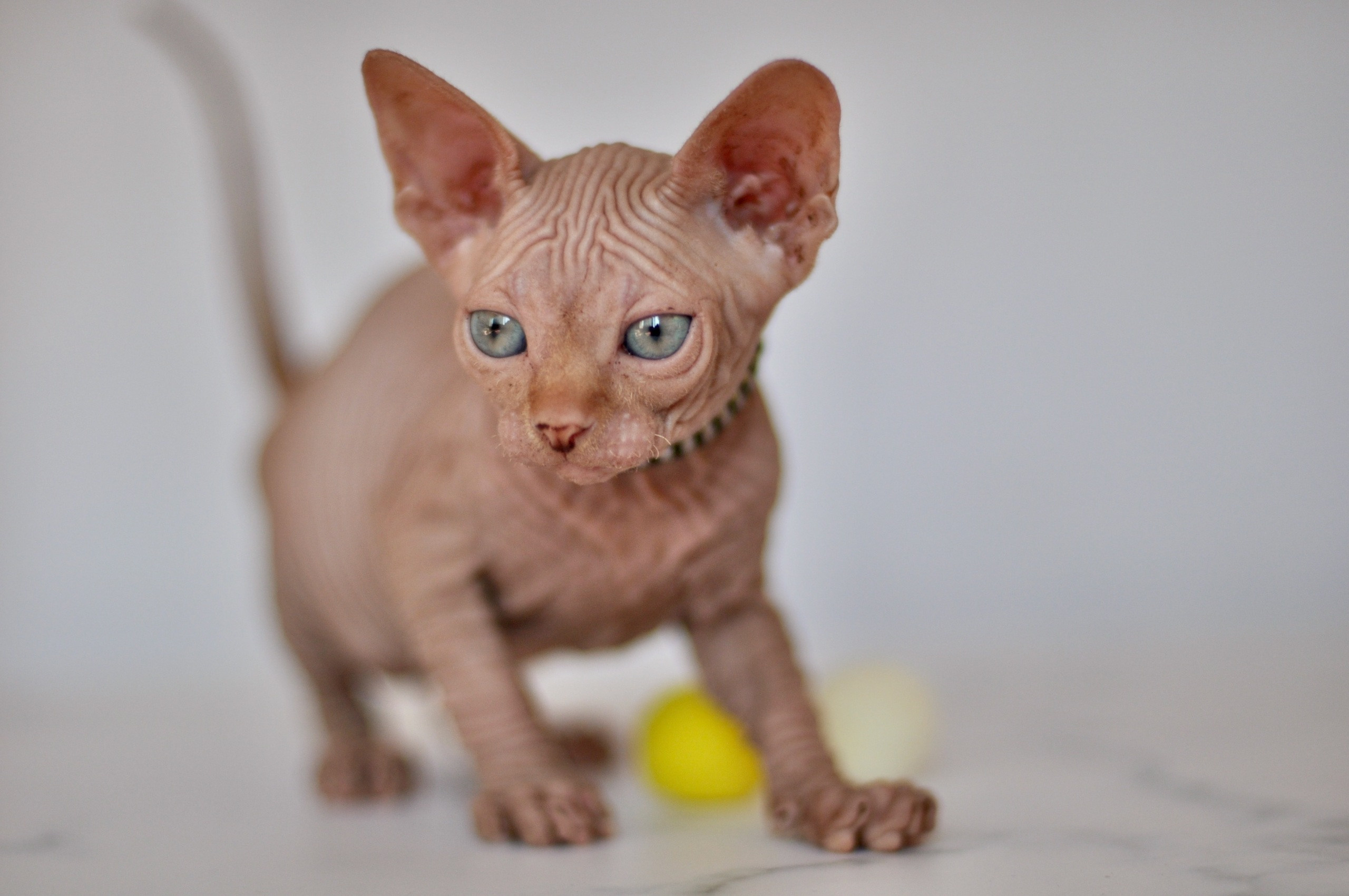 sphynx kittens Boston, sphynx kittens New York, sphynx kittens for sale Boston, sphynx kittens for sale New York