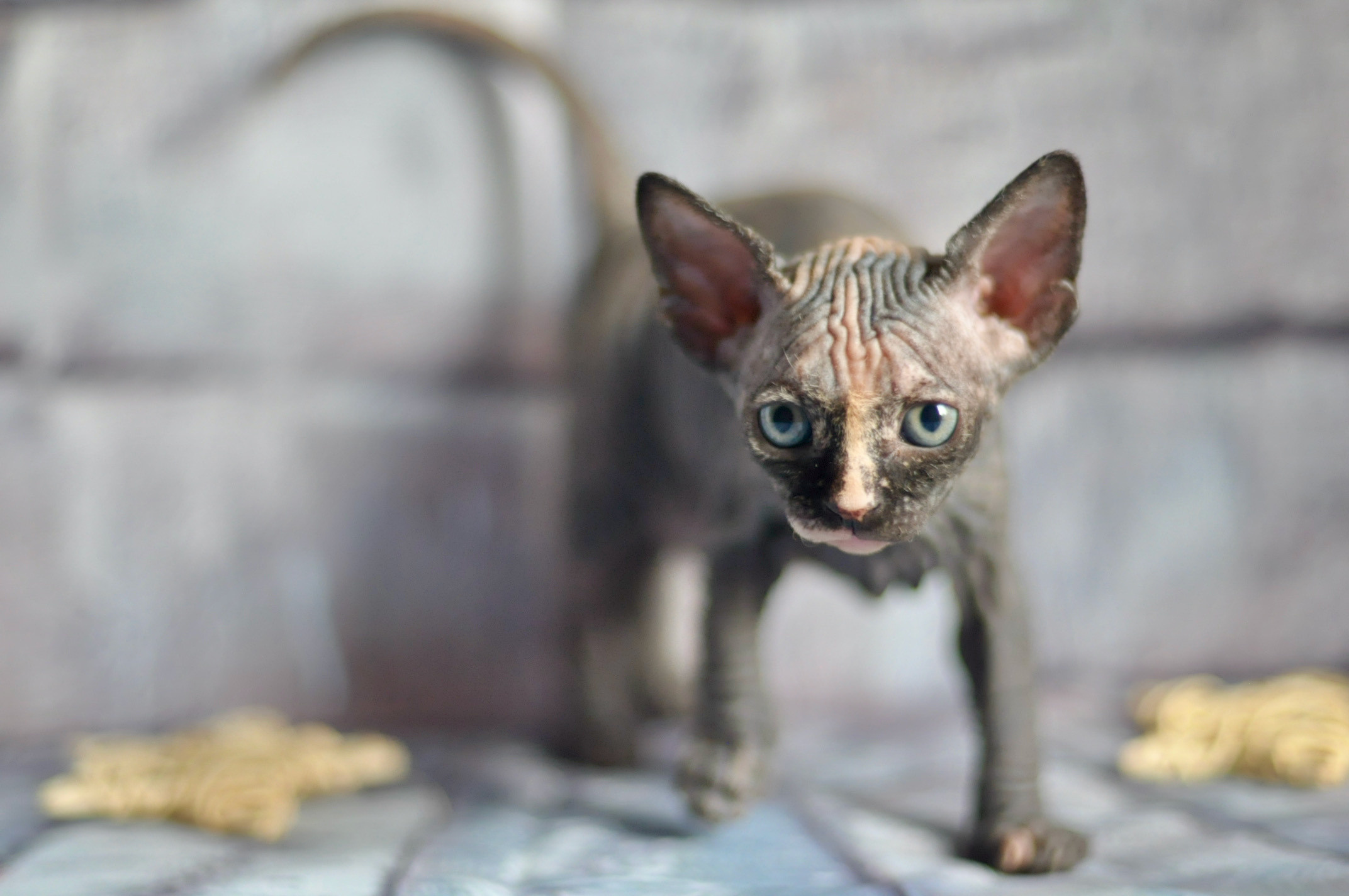 Sphynx kittens UK, Sphynx kittens United Kingdom, Sphynx kittens GB, Sphynx kittens Great Britain, Sphynx kittens London, Sphynx UK, Sphynx United Kingdom, Sphynx GB, Sphynx Great Britain, Sphynx London                                                 Sphynx kittens USA, Sphynx kittens United States, Sphynx kittens US, Sphynx kittens New York, Sphynx kittens Boston, Sphynx United States, Sphynx US, Sphynx USA, Sphynx New York, Sphynx Boston