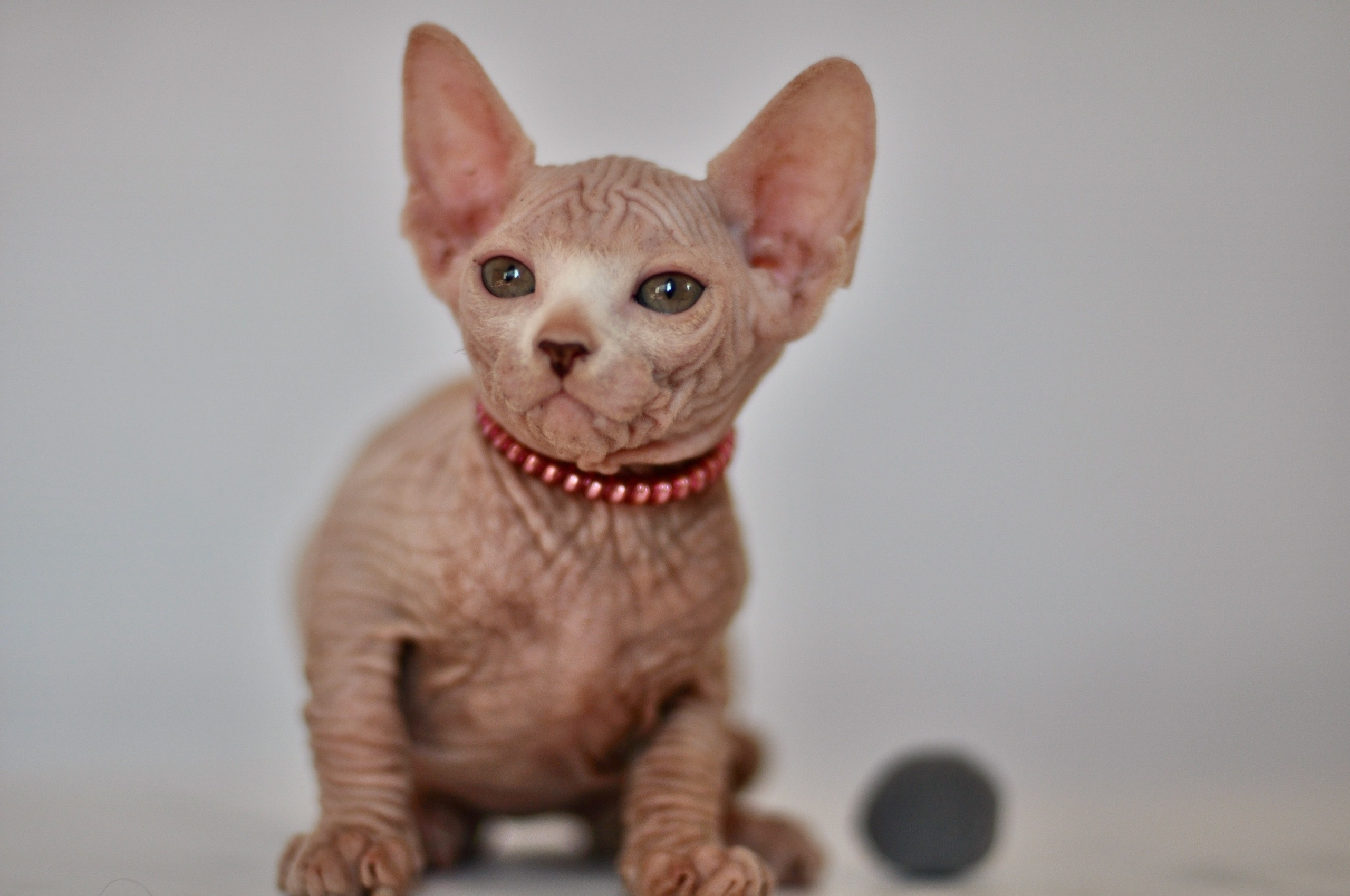 sphynx kittens Boston, sphynx kittens New York, sphynx kittens for sale Boston, sphynx kittens for sale New York