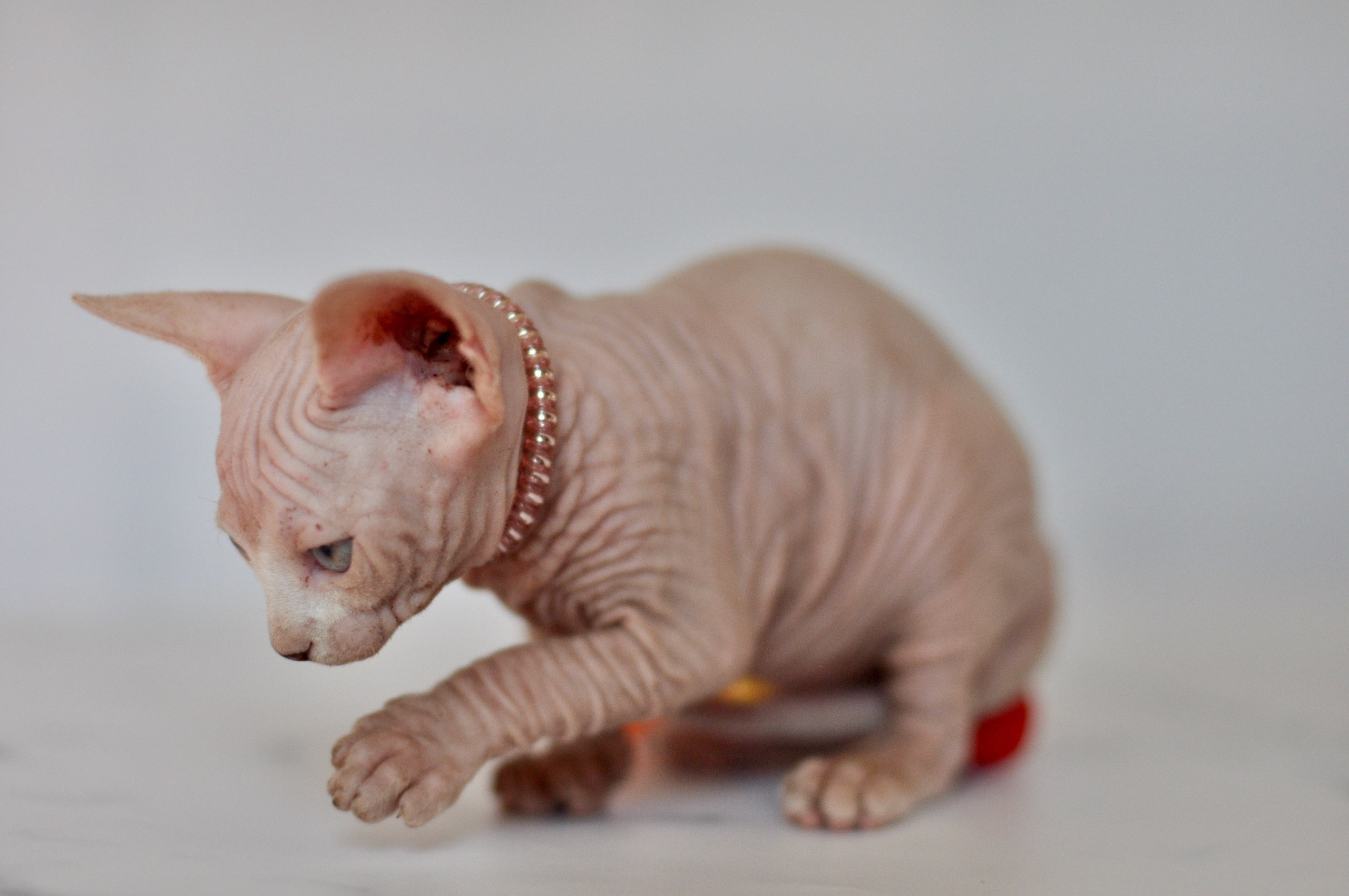 sphynx kittens London, sphynx kittens Birmingham, sphynx kittens for sale Birmingham, sphynx kittens for sale London