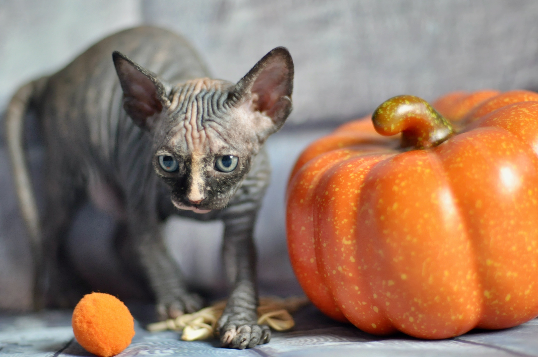 Sphynx kittens UK, Sphynx kittens United Kingdom, Sphynx kittens GB, Sphynx kittens Great Britain, Sphynx kittens London, Sphynx UK, Sphynx United Kingdom, Sphynx GB, Sphynx Great Britain, Sphynx London                                                 Sphynx kittens USA, Sphynx kittens United States, Sphynx kittens US, Sphynx kittens New York, Sphynx kittens Boston, Sphynx United States, Sphynx US, Sphynx USA, Sphynx New York, Sphynx Boston