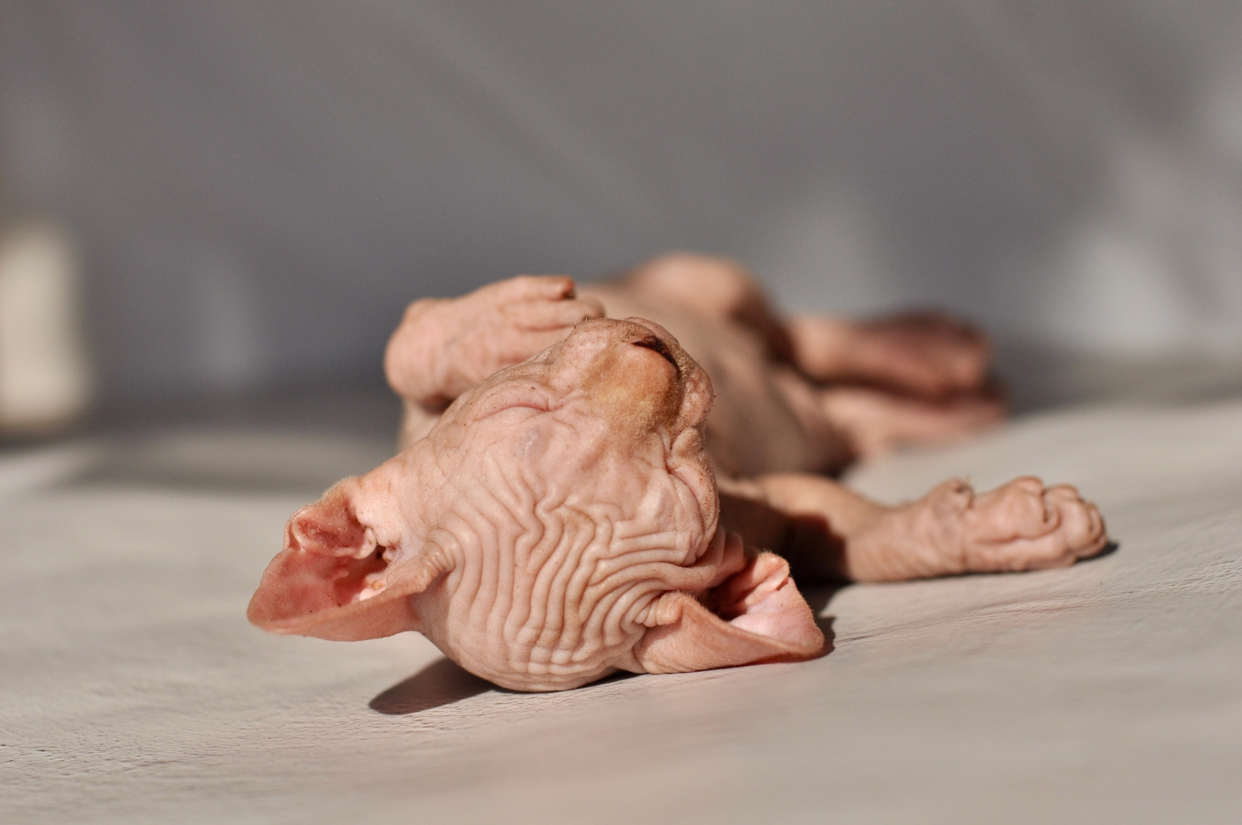 sphynx kittens Boston, sphynx kittens New York, sphynx kittens for sale Boston, sphynx kittens for sale New York