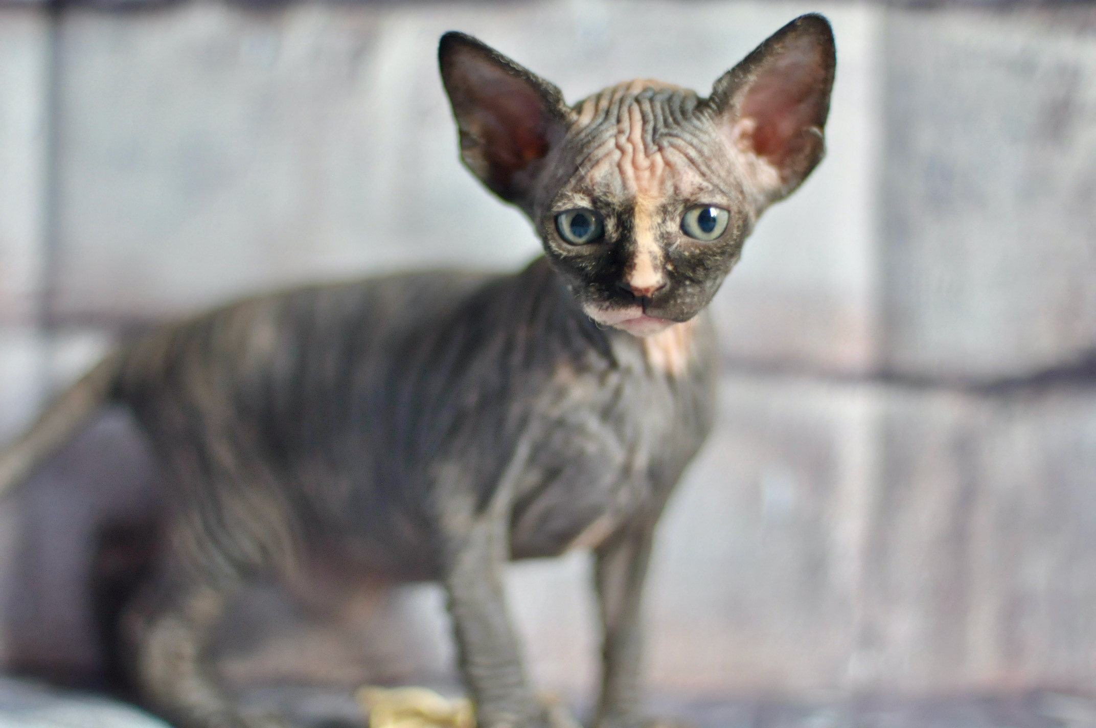 Sphynx kittens UK, Sphynx kittens United Kingdom, Sphynx kittens GB, Sphynx kittens Great Britain, Sphynx kittens London, Sphynx UK, Sphynx United Kingdom, Sphynx GB, Sphynx Great Britain, Sphynx London                                                 Sphynx kittens USA, Sphynx kittens United States, Sphynx kittens US, Sphynx kittens New York, Sphynx kittens Boston, Sphynx United States, Sphynx US, Sphynx USA, Sphynx New York, Sphynx Boston