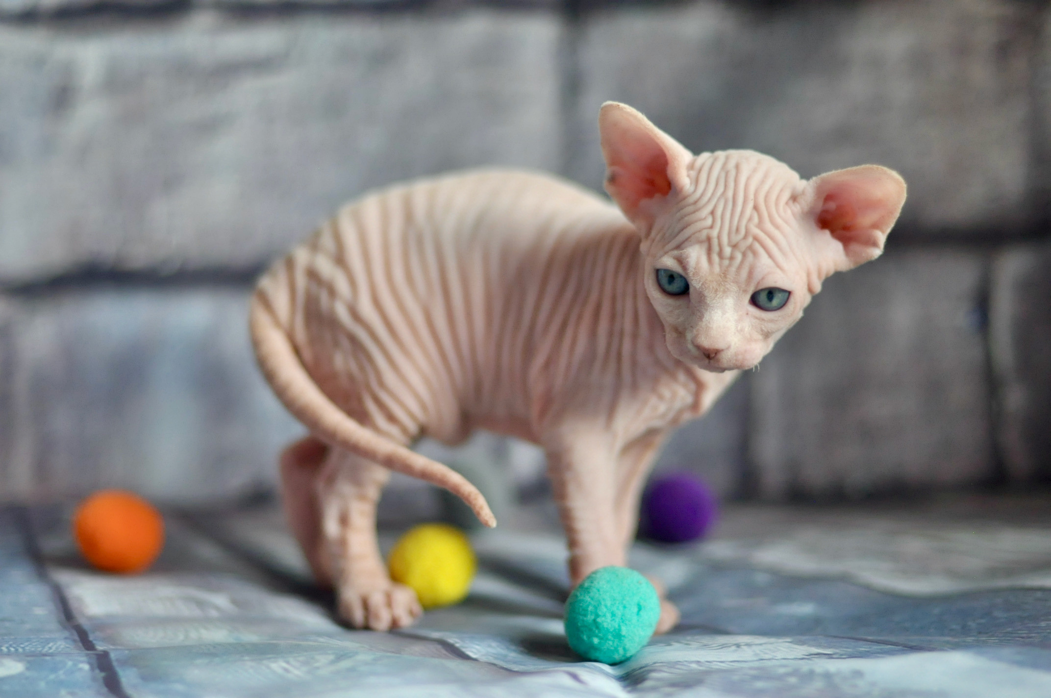 Sphynx kittens UK, Sphynx kittens United Kingdom, Sphynx kittens GB, Sphynx kittens Great Britain, Sphynx kittens London, Sphynx UK, Sphynx United Kingdom, Sphynx GB, Sphynx Great Britain, Sphynx London