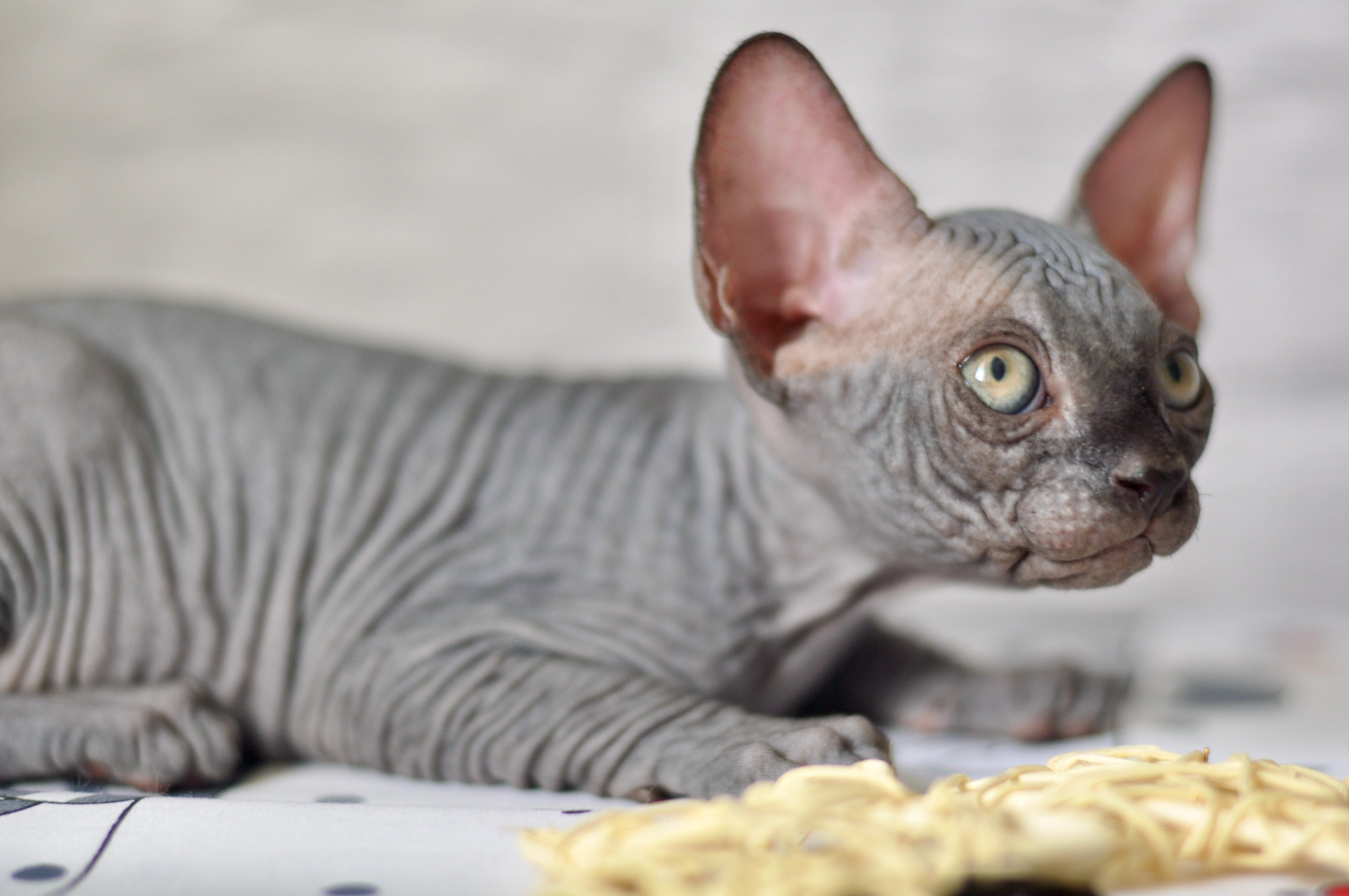 Sphynx kittens UK, Sphynx kittens United Kingdom, Sphynx kittens GB, Sphynx kittens Great Britain, Sphynx kittens London, Sphynx UK, Sphynx United Kingdom, Sphynx GB, Sphynx Great Britain, Sphynx London