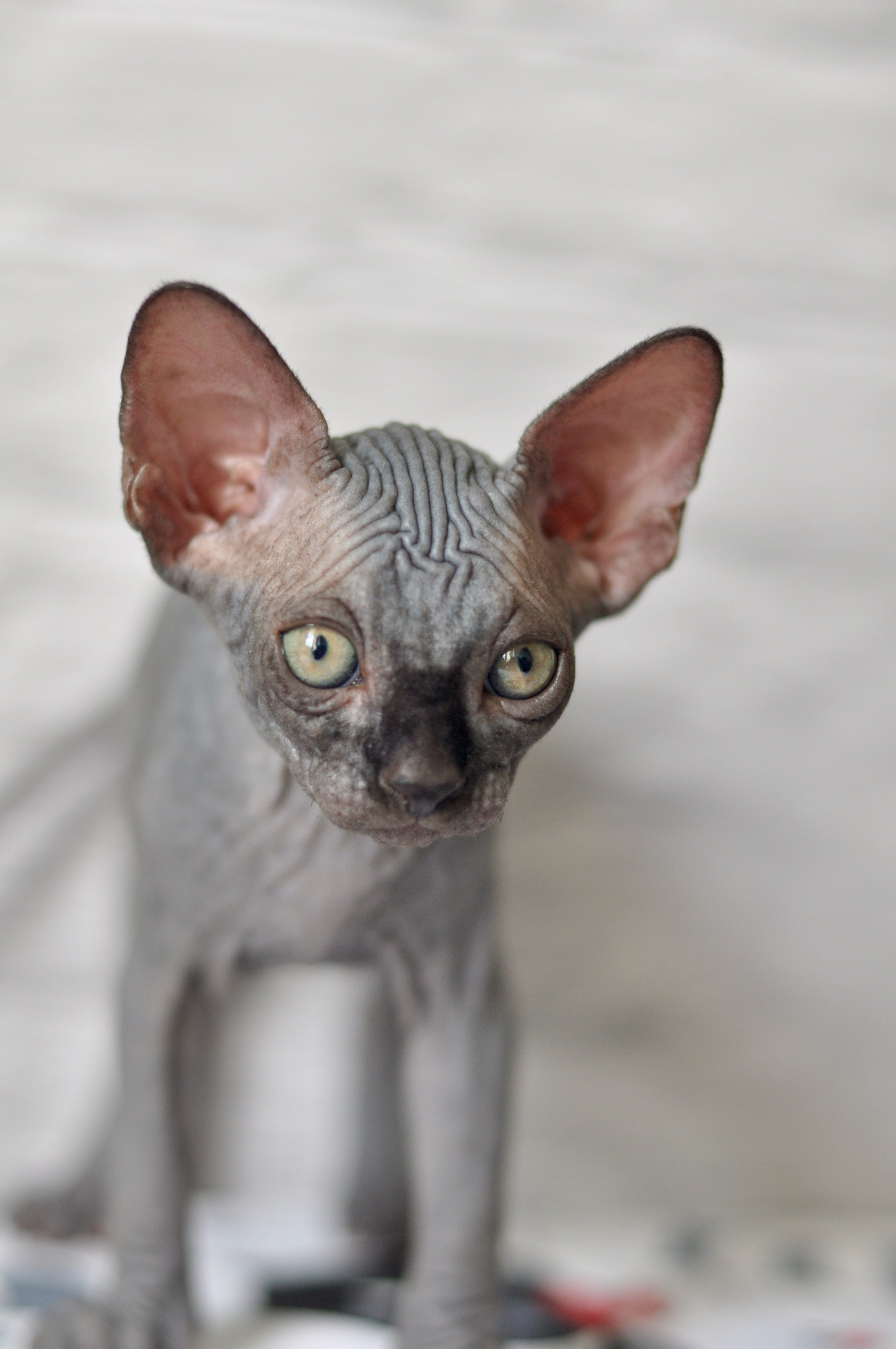 Sphynx kittens UK, Sphynx kittens United Kingdom, Sphynx kittens GB, Sphynx kittens Great Britain, Sphynx kittens London, Sphynx UK, Sphynx United Kingdom, Sphynx GB, Sphynx Great Britain, Sphynx London