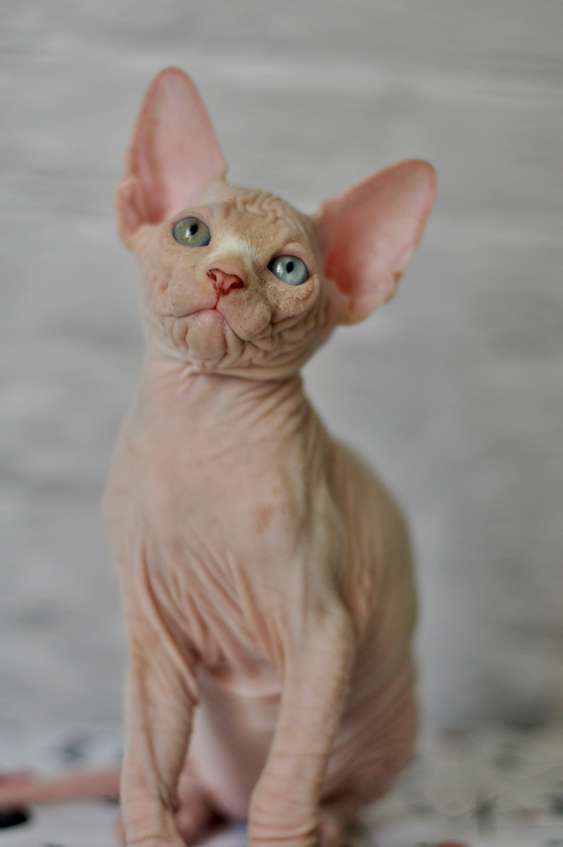 BISMARK (♂), color — White odd eyed (w63) — Resident of the Cattery. Εκτροφείο γάτες Σφίγγα στην Λεμεσό, Κύπρος