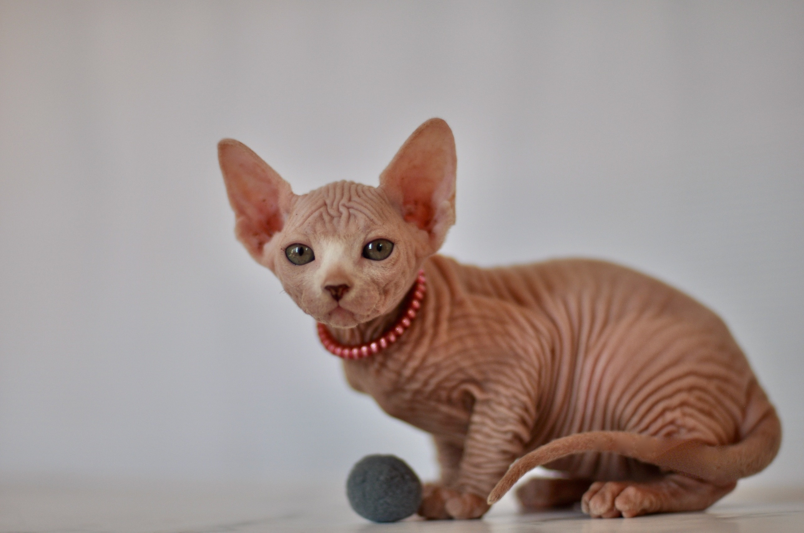 sphynx London, Birmingham, sphynx cat for sale London, sphynx cat for sale Birmingham