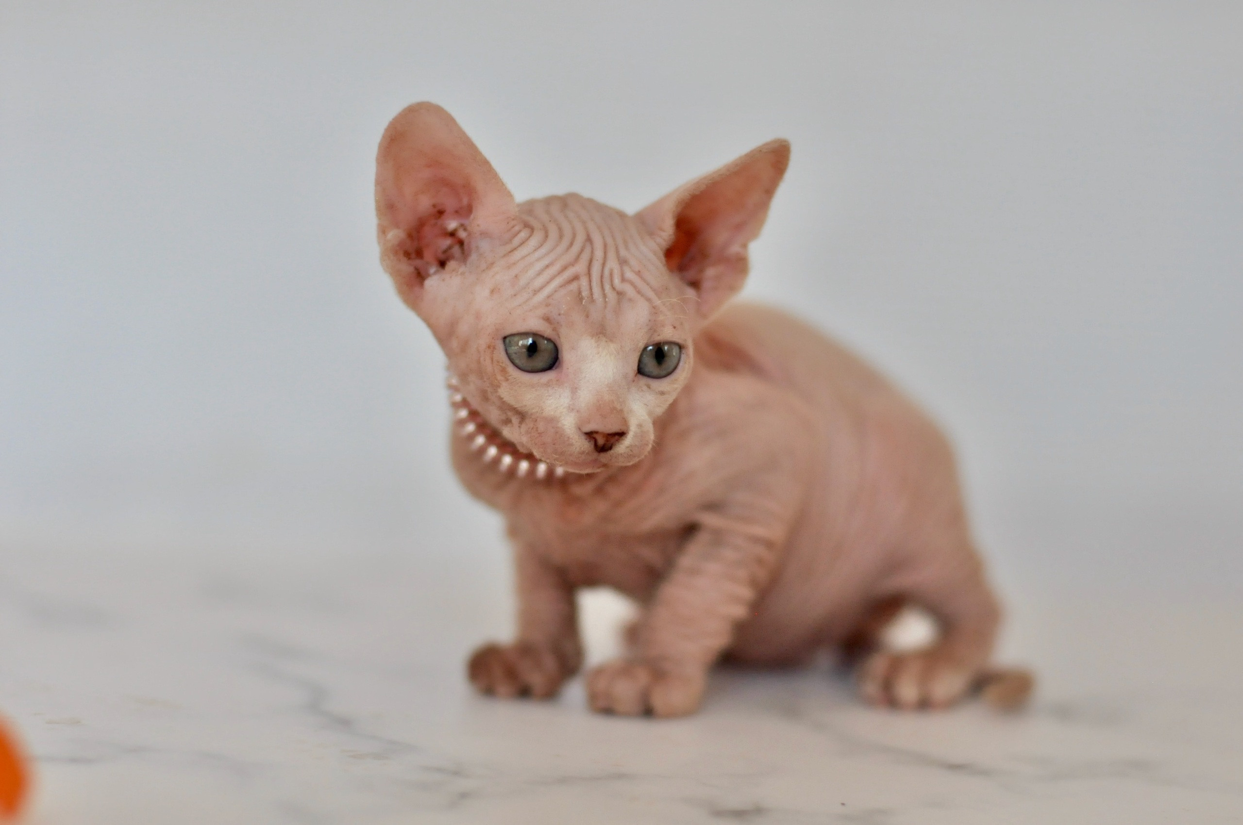 sphynx kittens London, sphynx kittens Birmingham, sphynx kittens for sale Birmingham, sphynx kittens for sale London