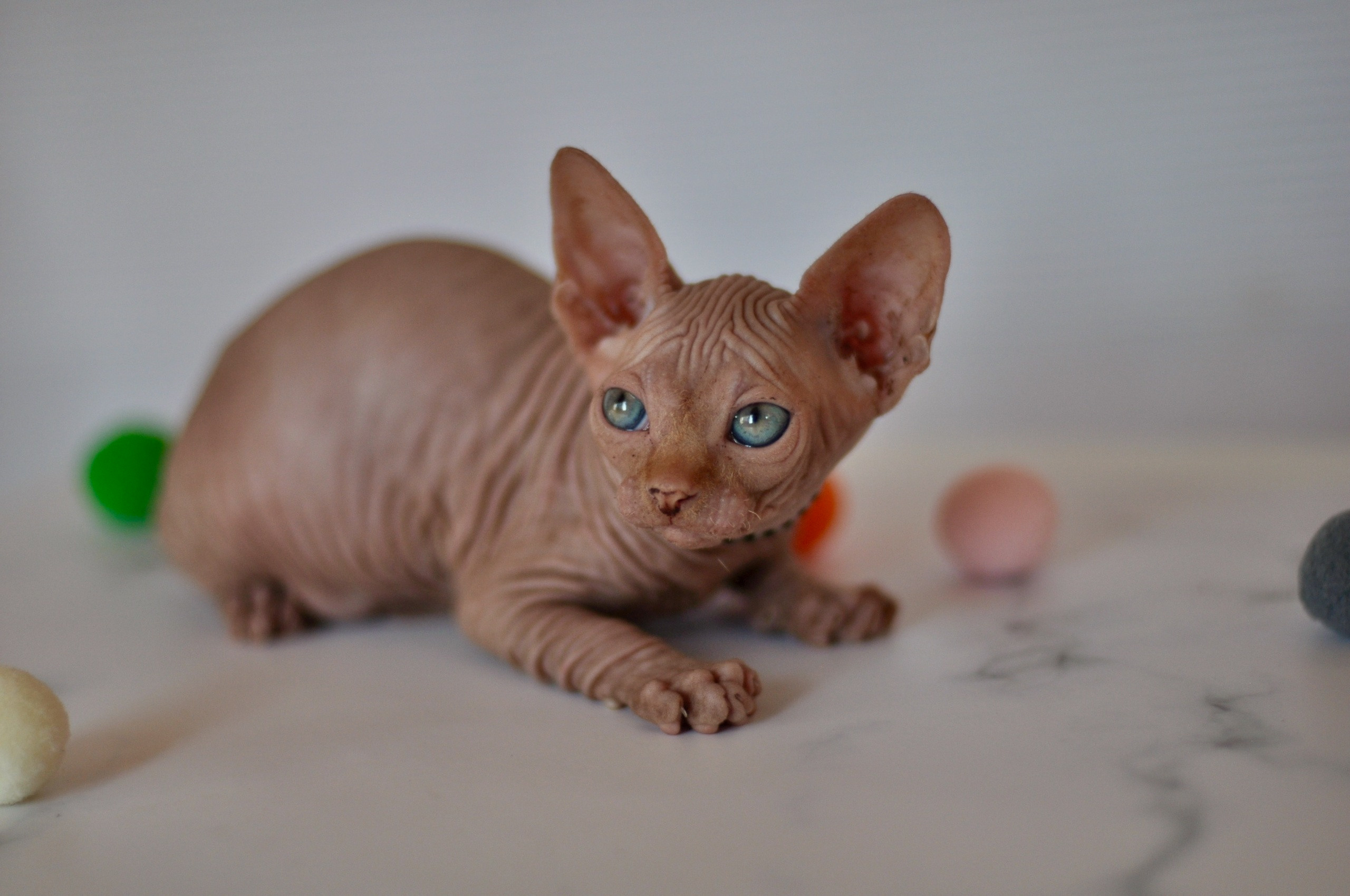 Sphynx kittens UK, Sphynx kittens United Kingdom, Sphynx kittens GB, Sphynx kittens Great Britain, Sphynx kittens London, Sphynx UK, Sphynx United Kingdom, Sphynx GB, Sphynx Great Britain, Sphynx London